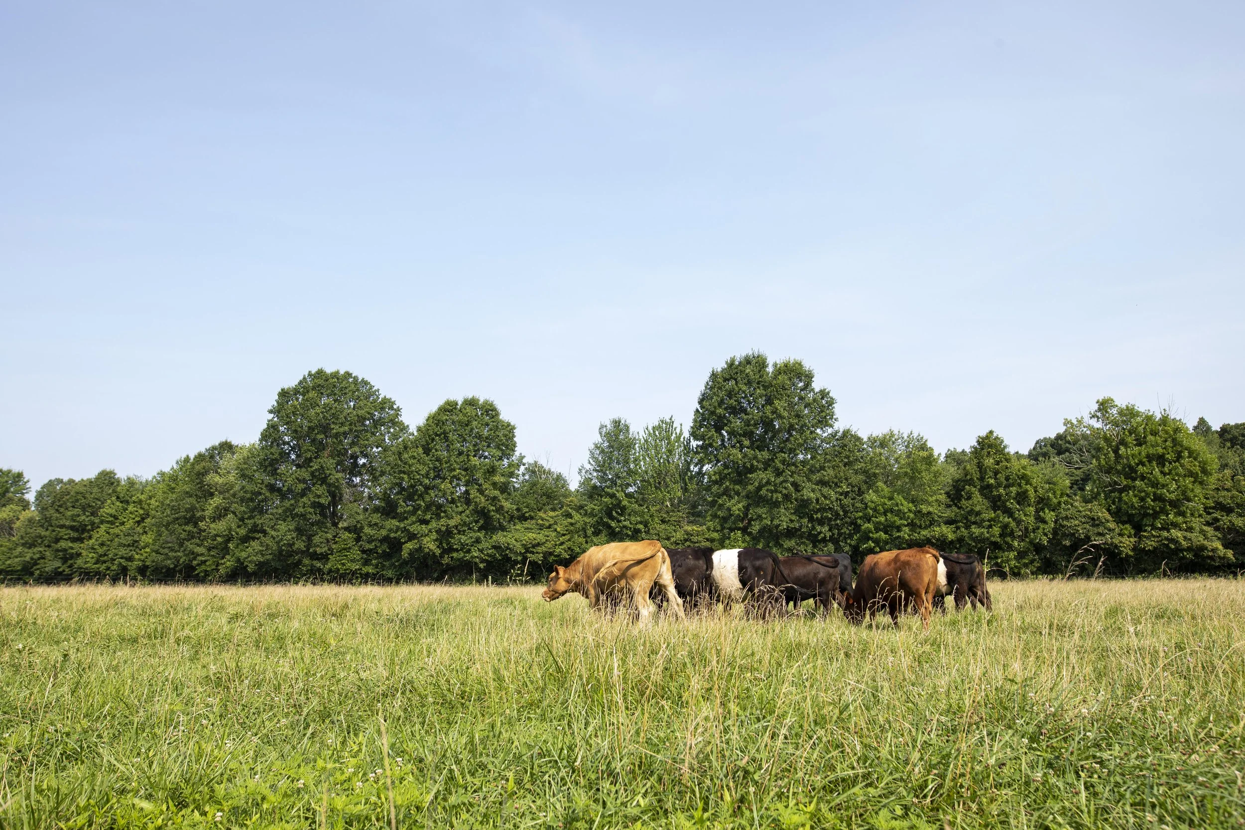 Dogwood Farm | Ohio Farm Photographer | Allison McAdams 001.jpg