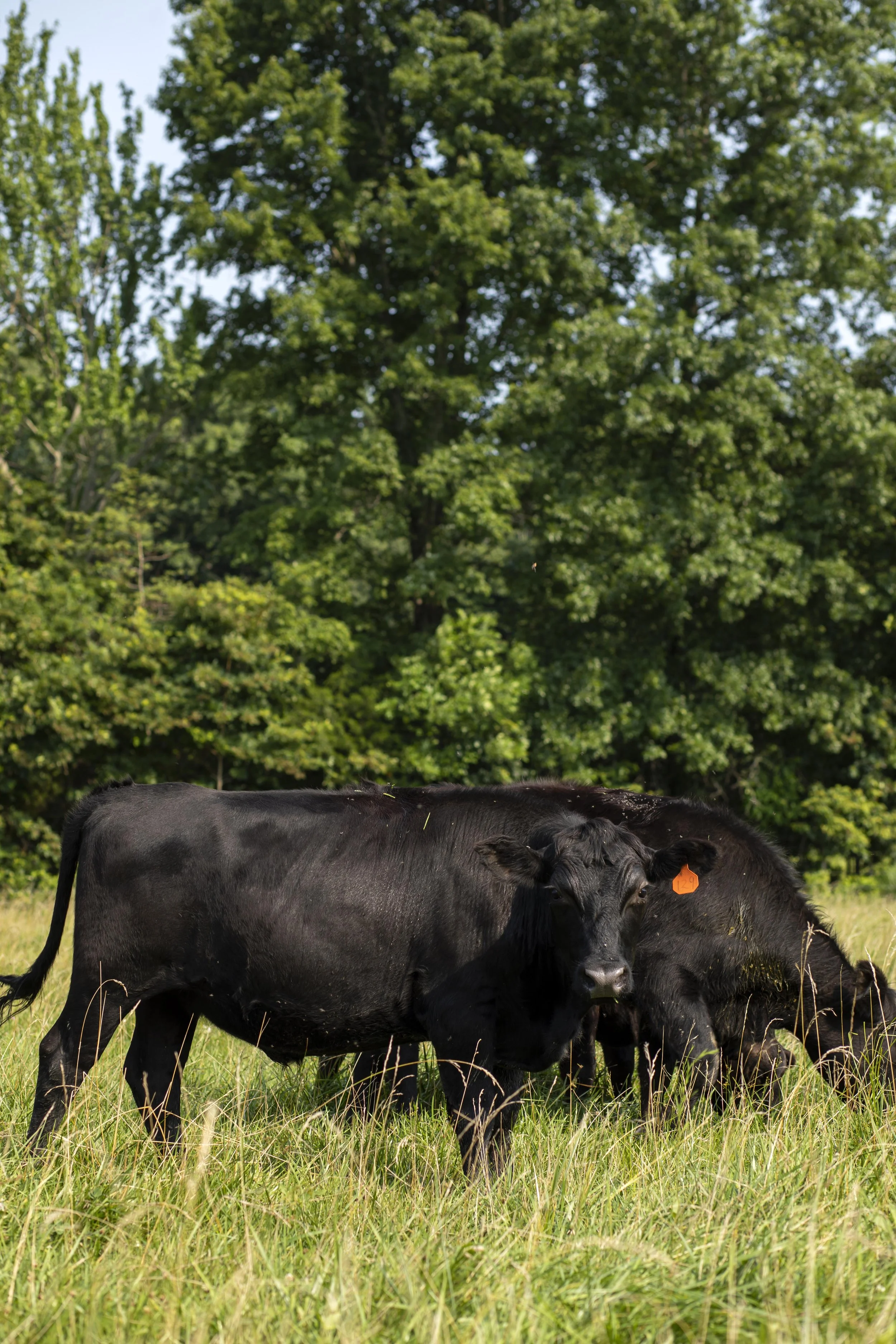 Dogwood Farm | Ohio Farm Photographer | Allison McAdams 004.jpg