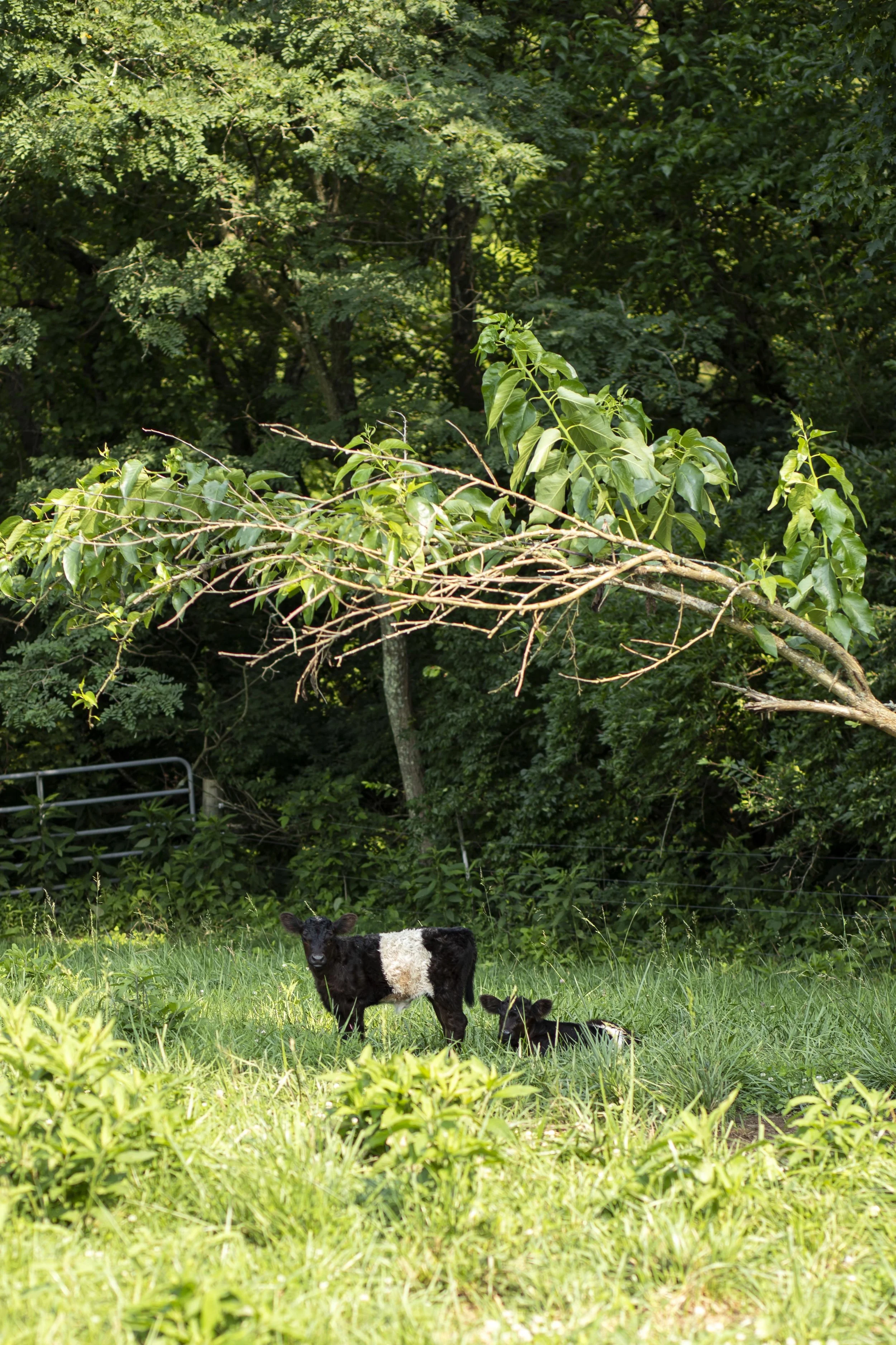 Dogwood Farm | Ohio Farm Photographer | Allison McAdams 008.jpg