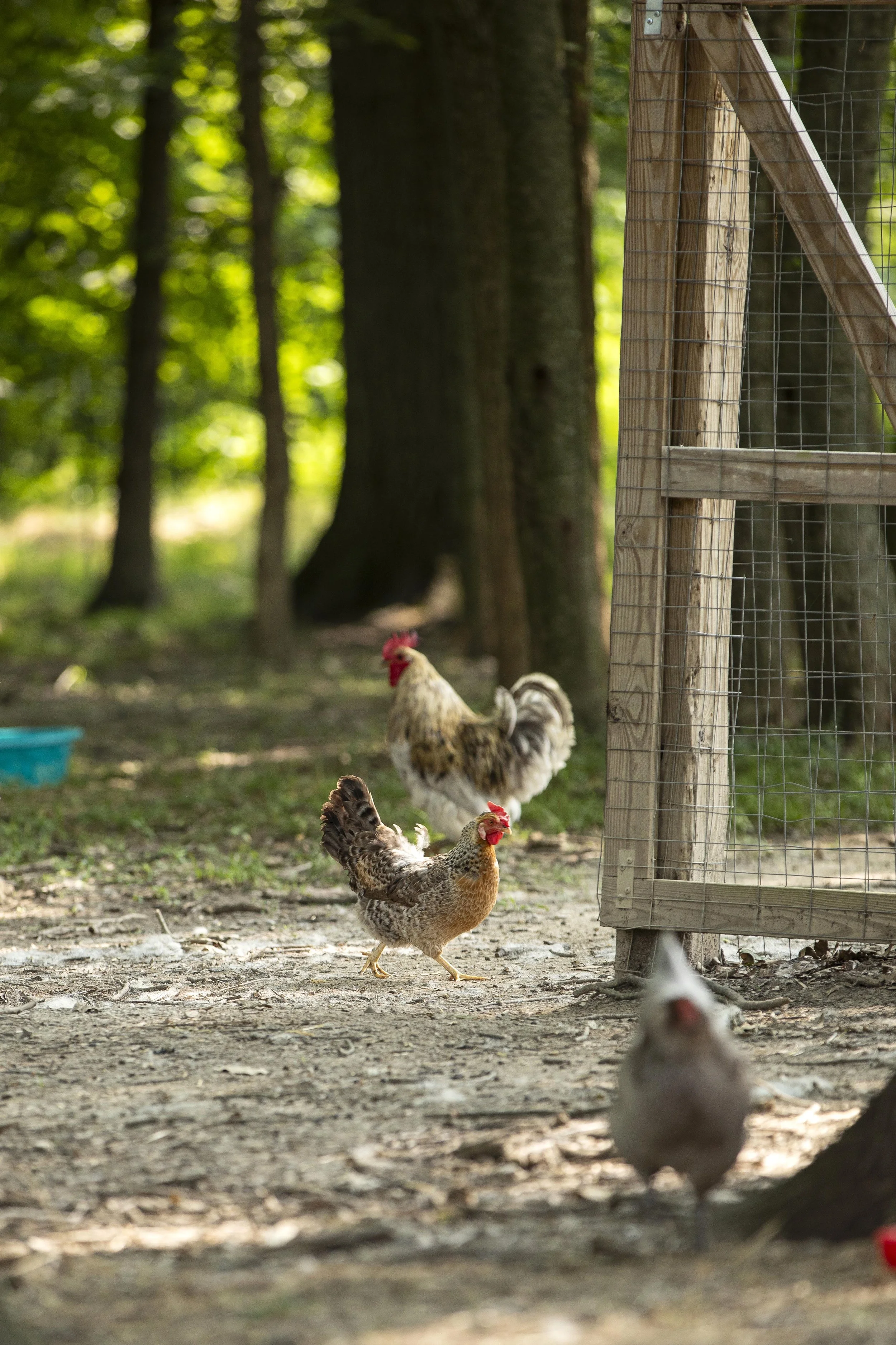 Boltz To Nutz Farm | Cincinnati Farm Photographer | Allison McAdams 004.jpg