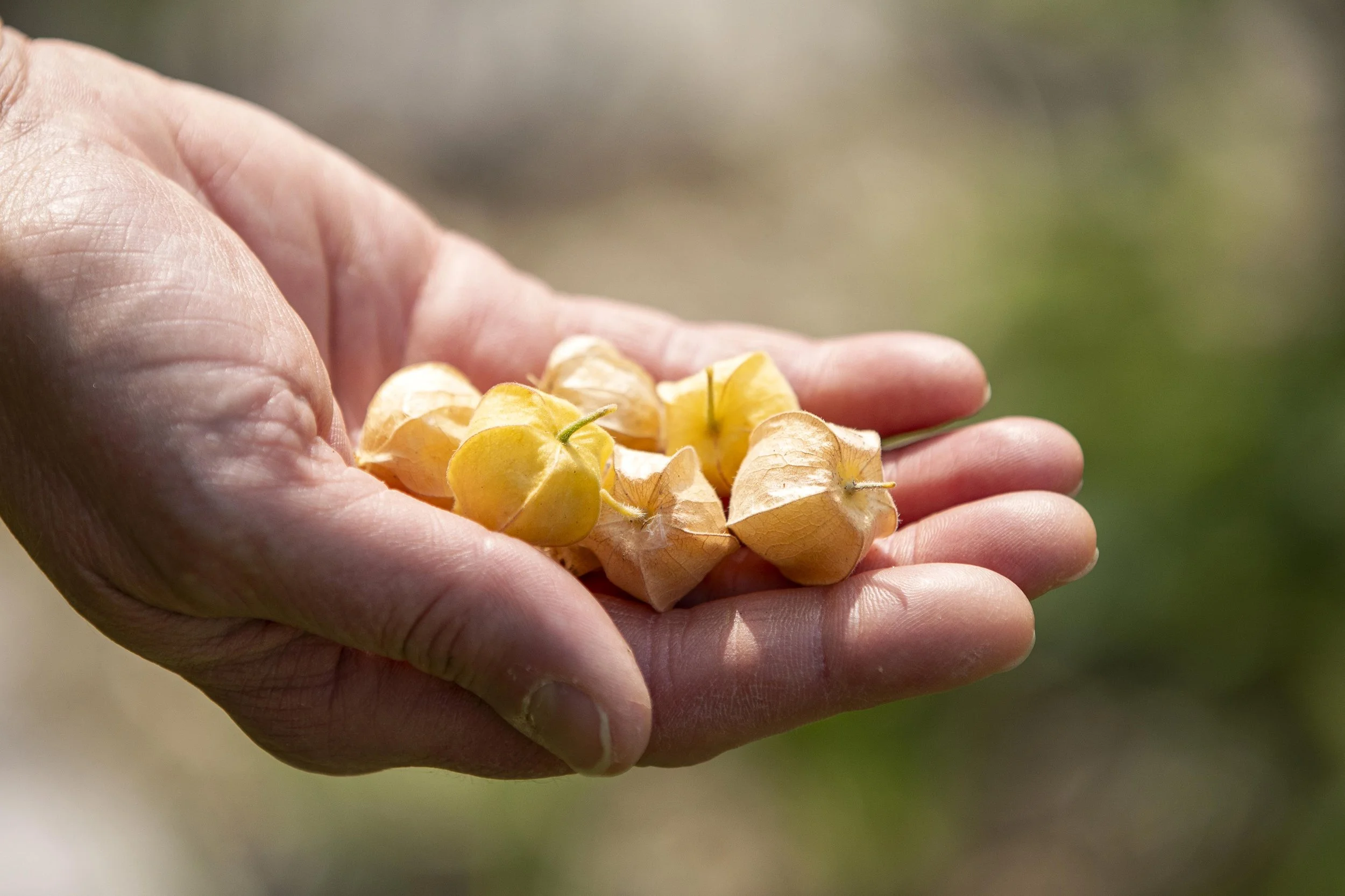 Boltz To Nutz Farm | Cincinnati Farm Photographer | Allison McAdams 007.jpg