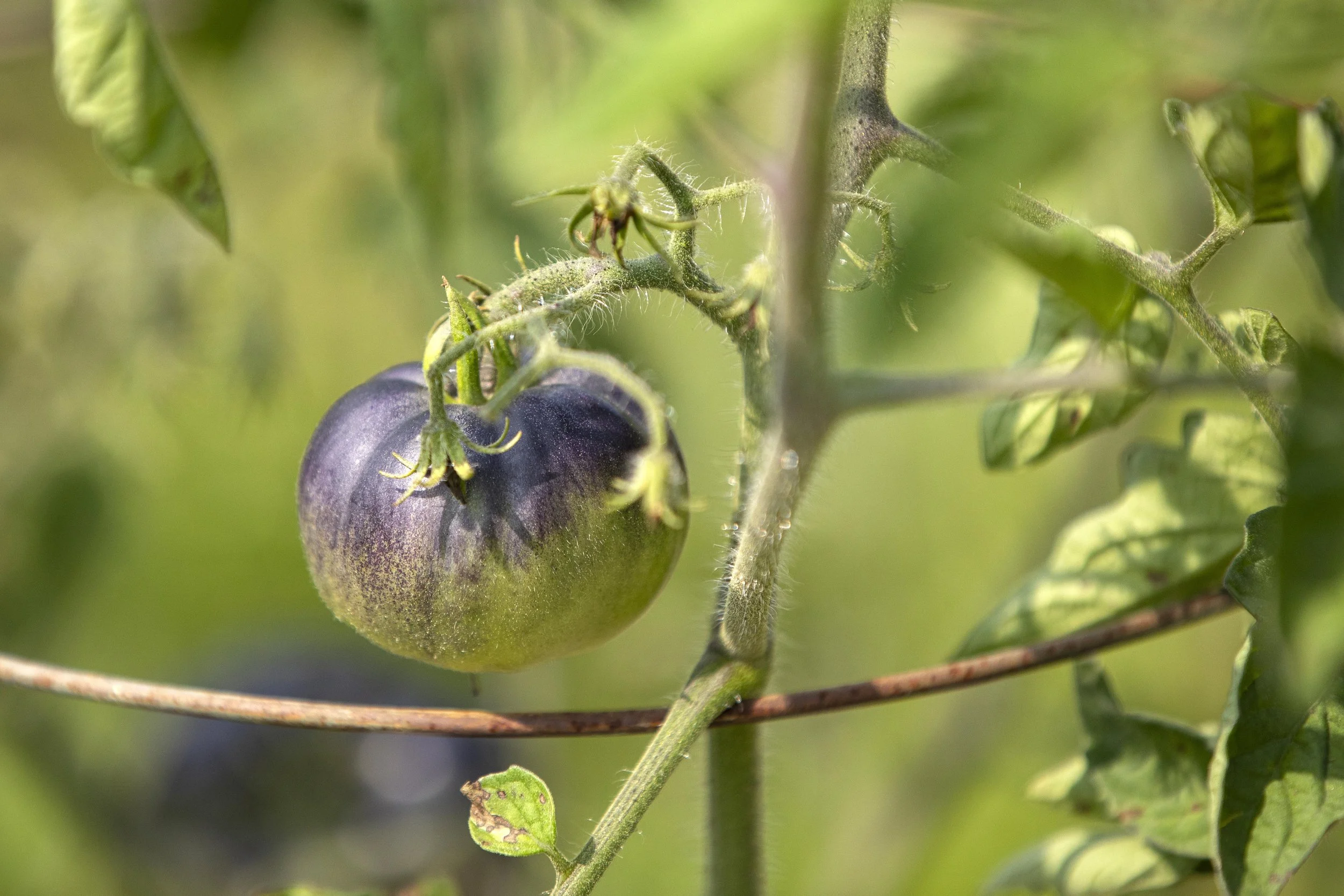 Boltz To Nutz Farm | Cincinnati Farm Photographer | Allison McAdams 008.jpg