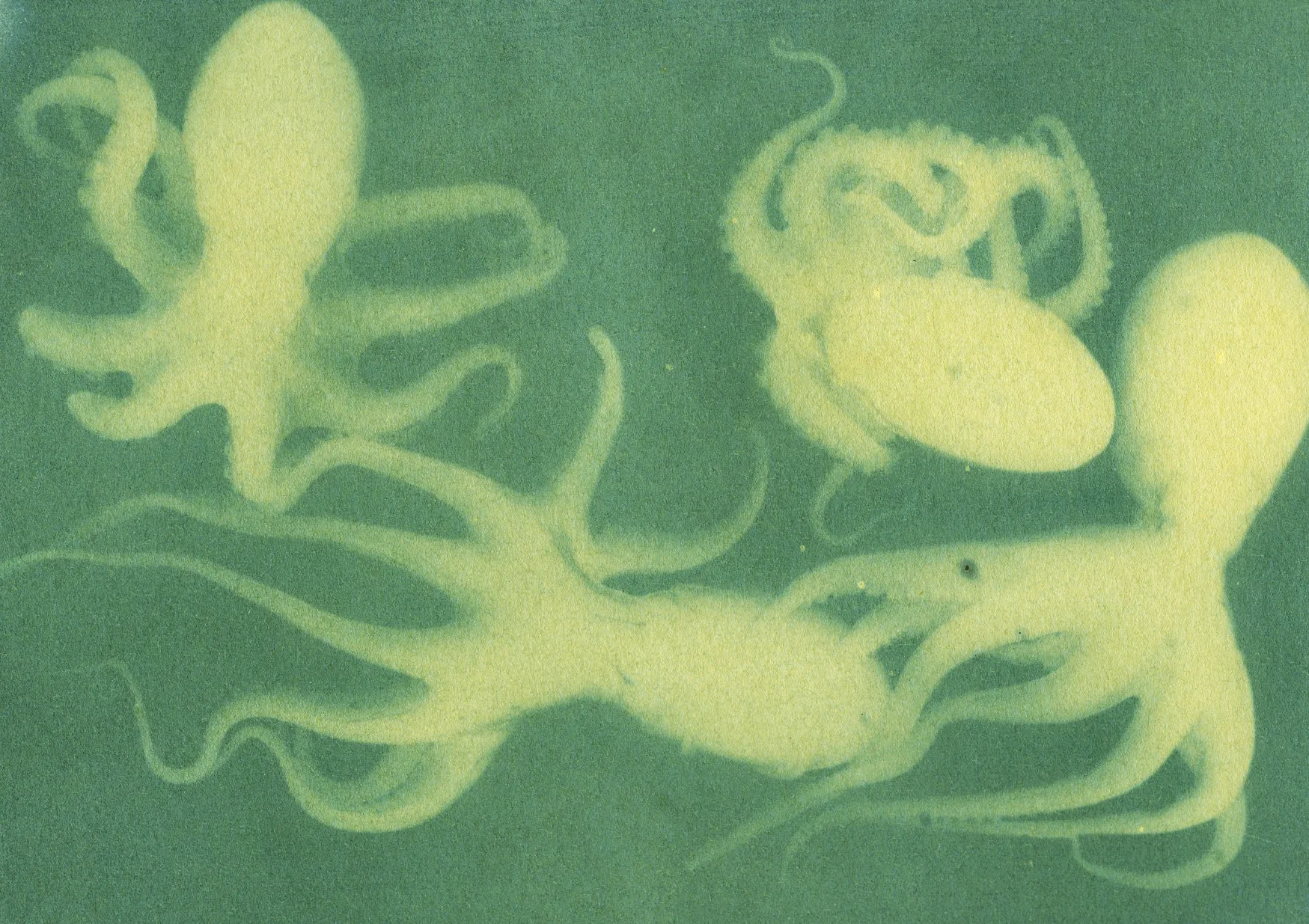 Octopus, Kale and grass emulsion anthotype, 2015