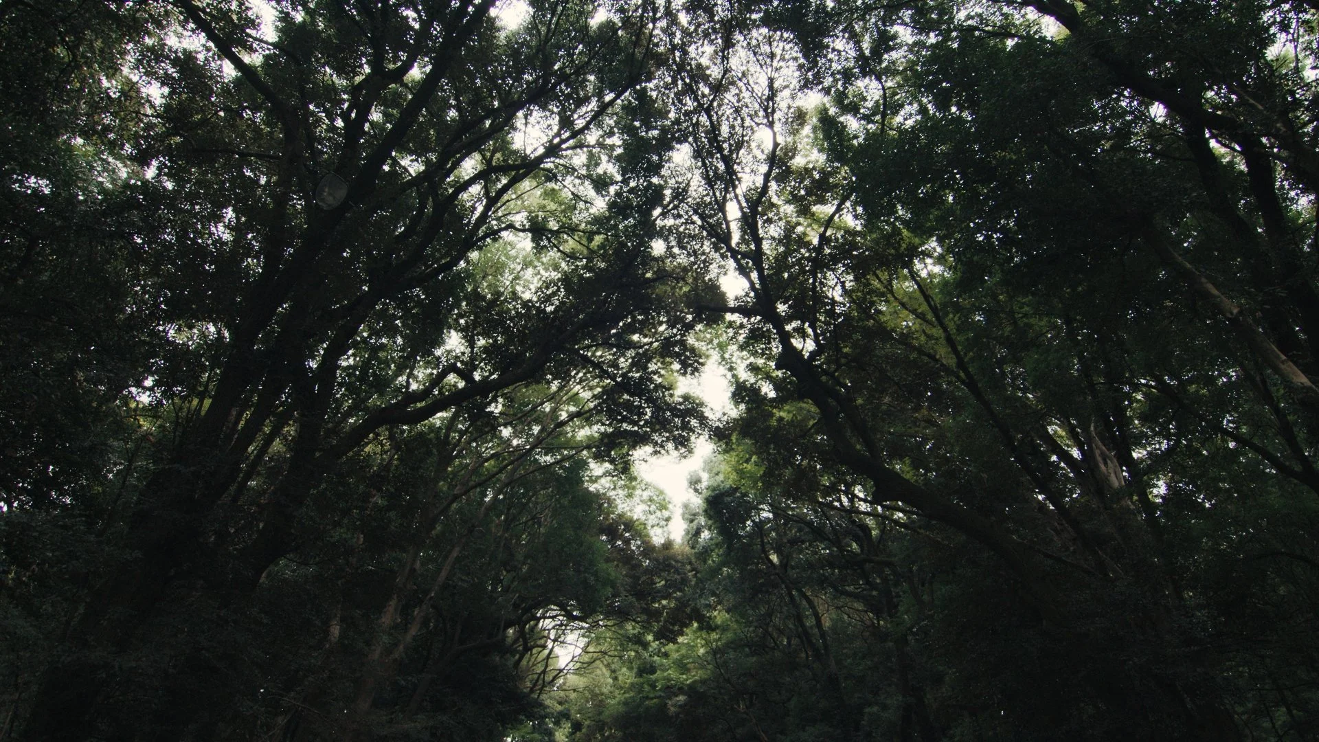 Still 2025-02-18 122141_4.3.1.jpg