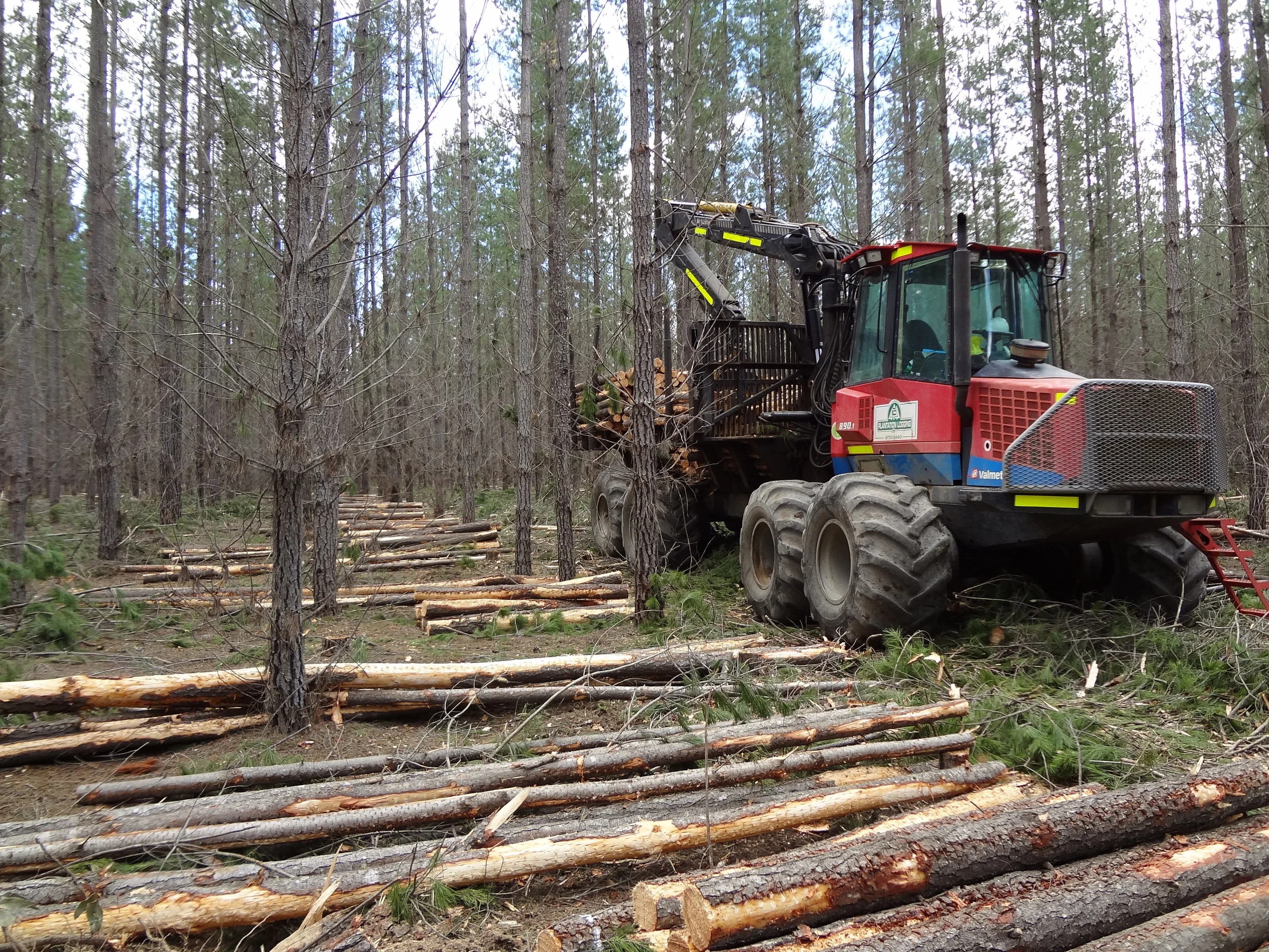 Pine harvesting — Plantation Logging Co.
