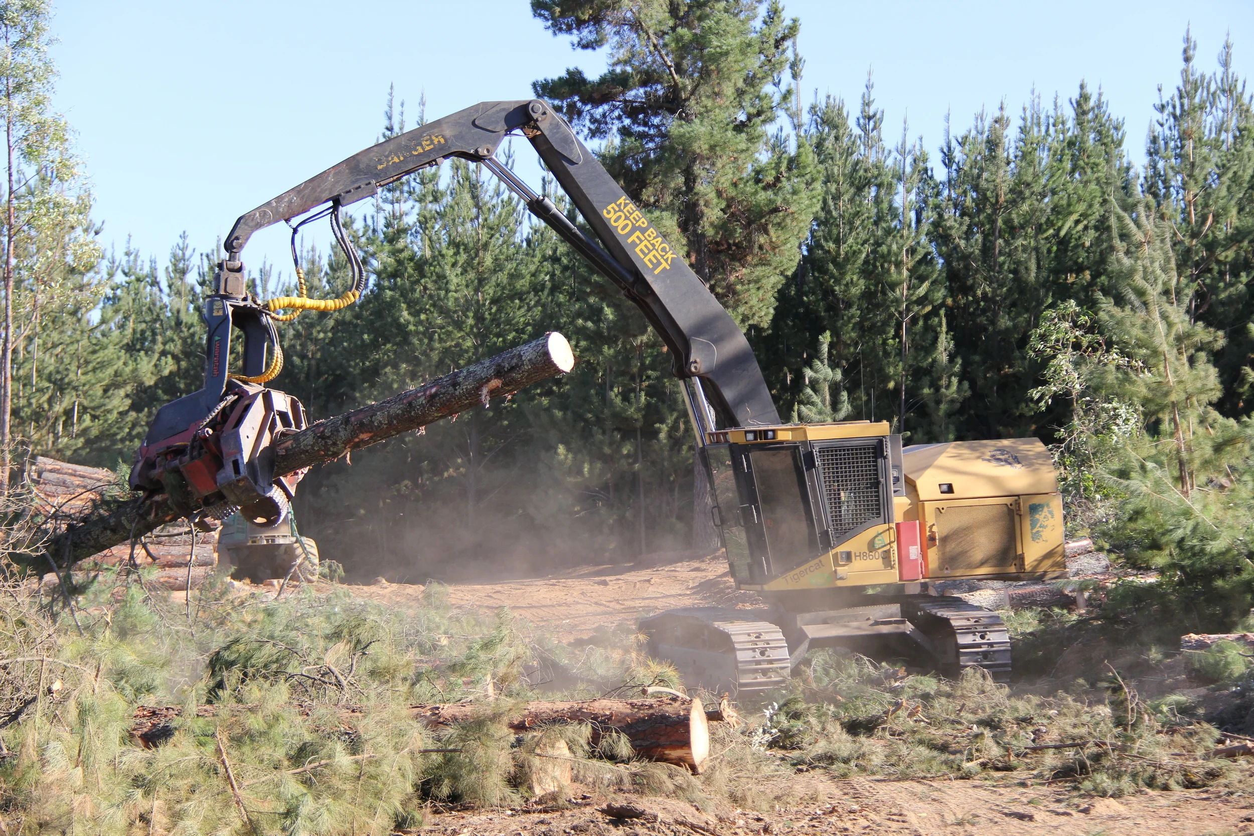 Pine harvesting — Plantation Logging Co.