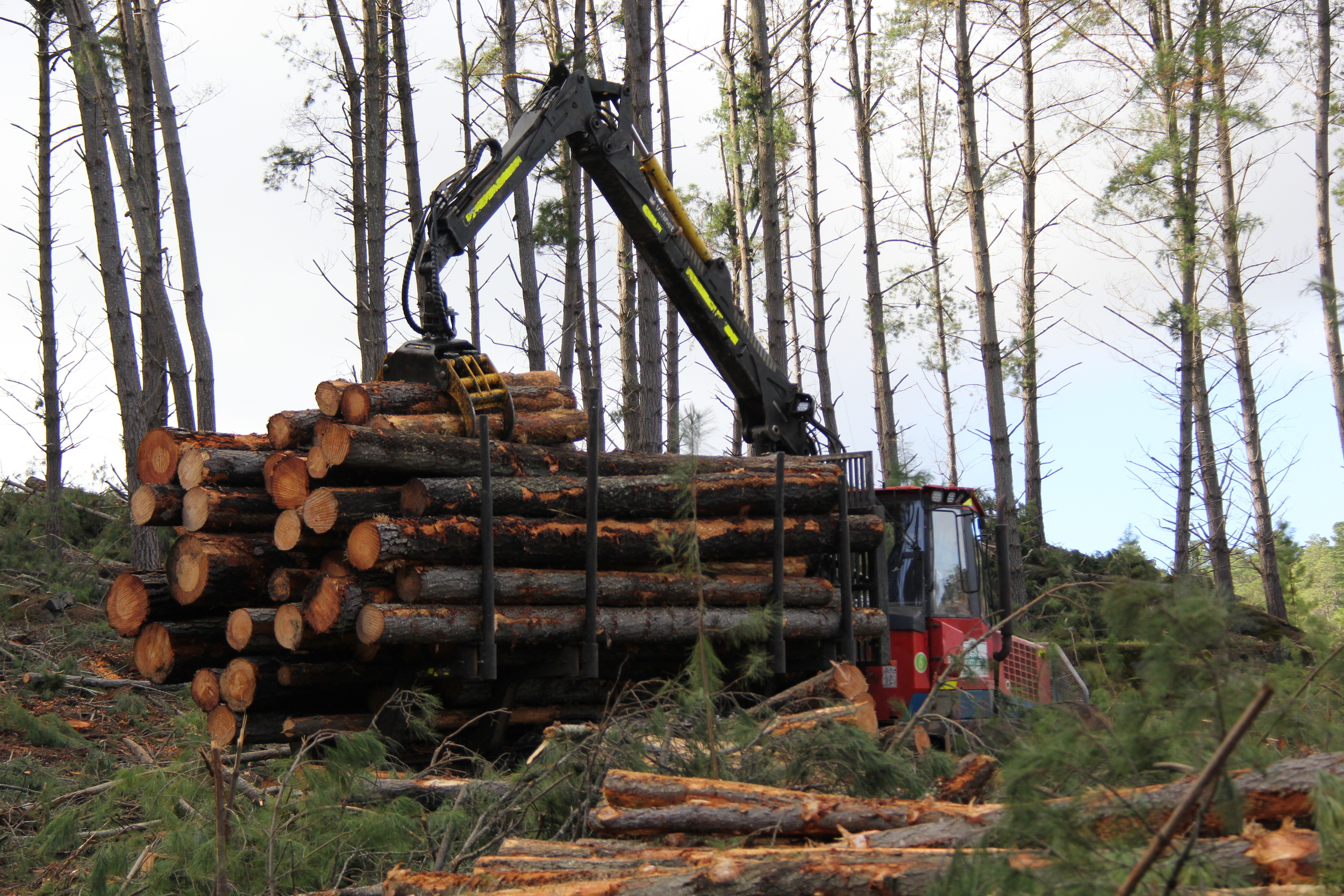 Pine harvesting — Plantation Logging Co.