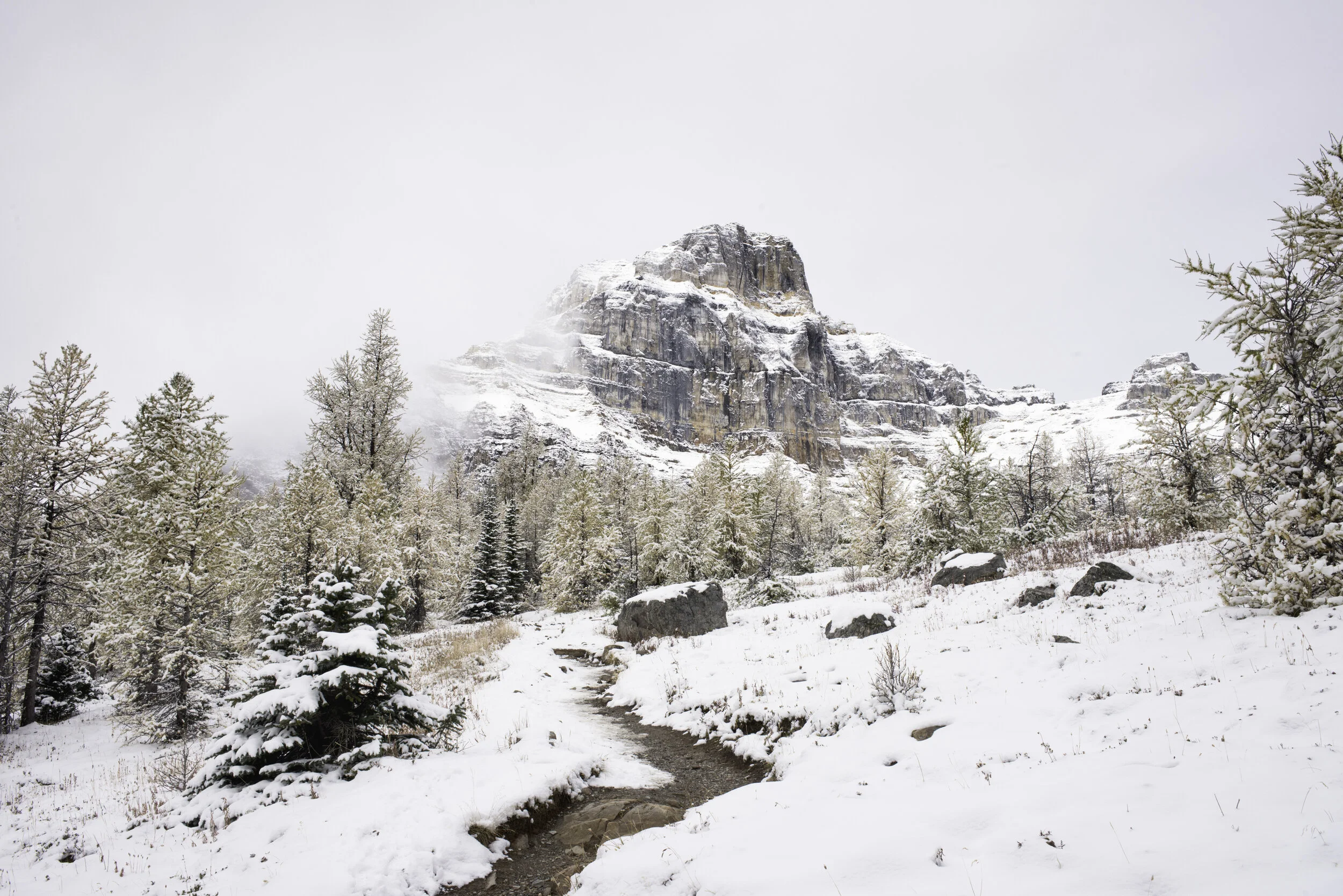Larch Valley 1 medium.jpg