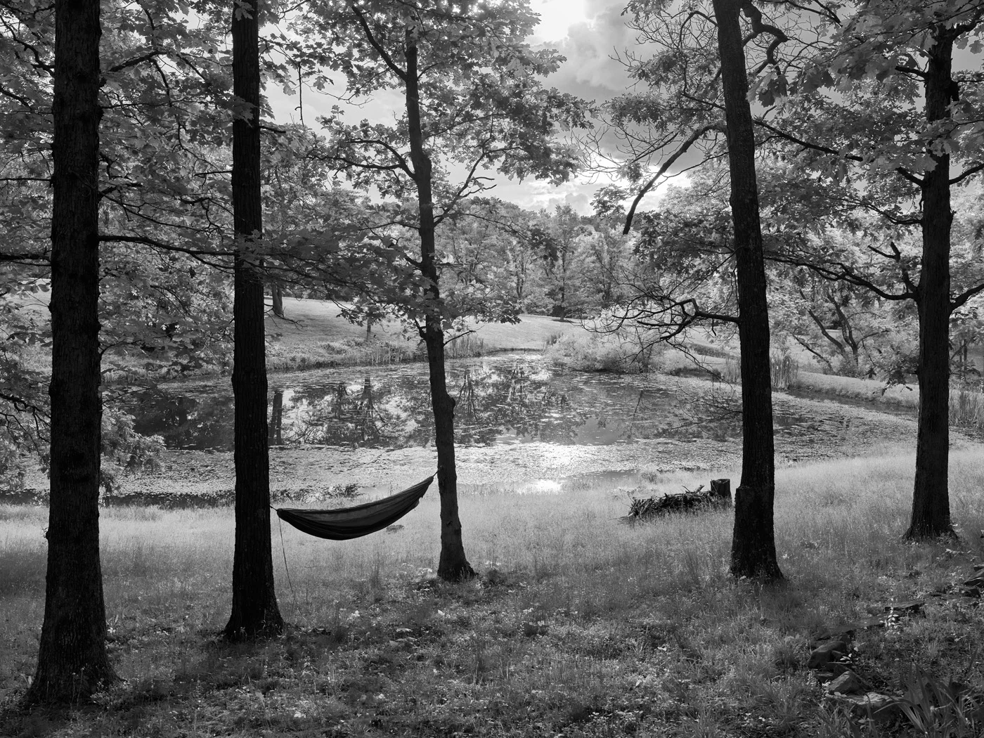 The Pond | 2019