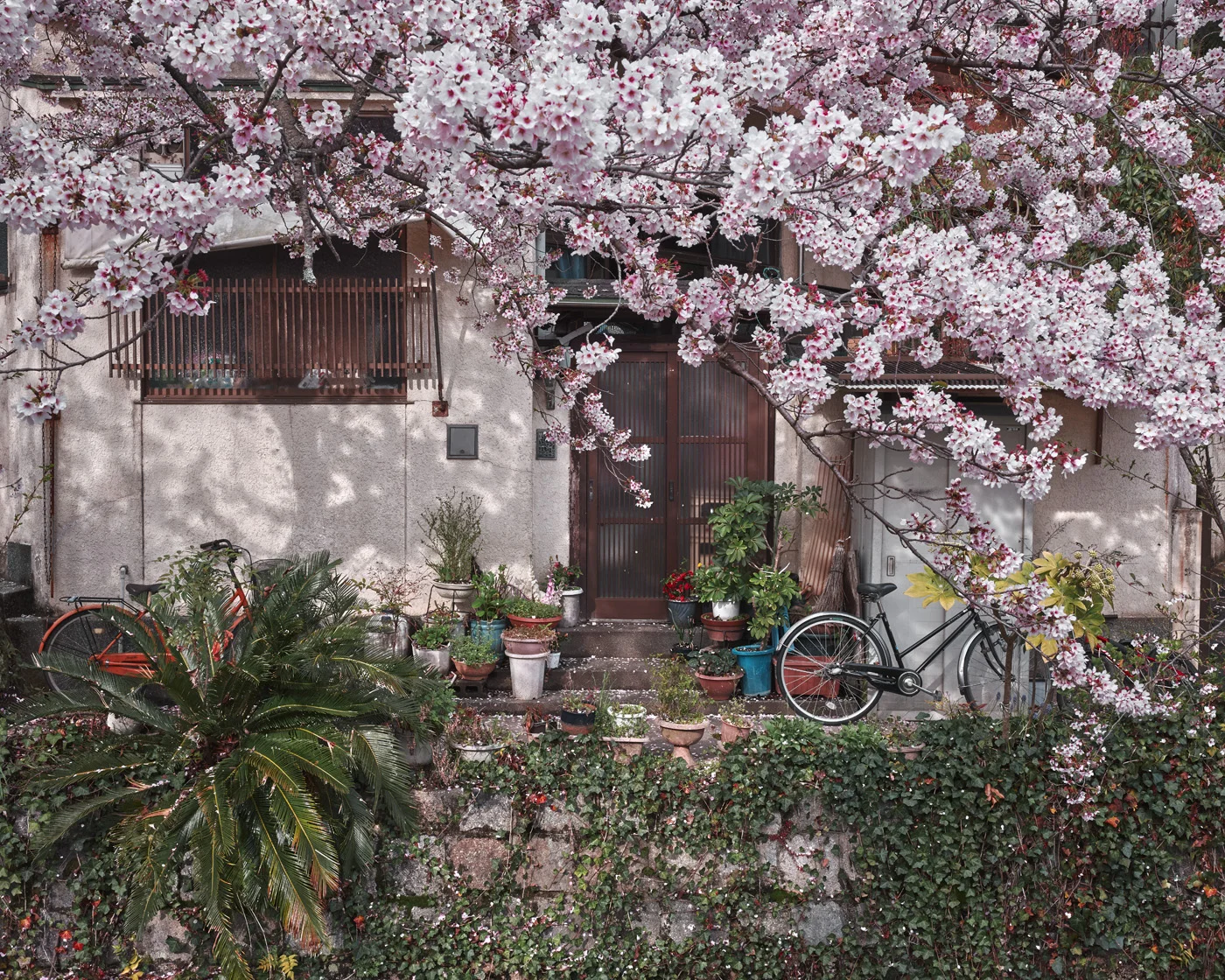 Flowery | 2019