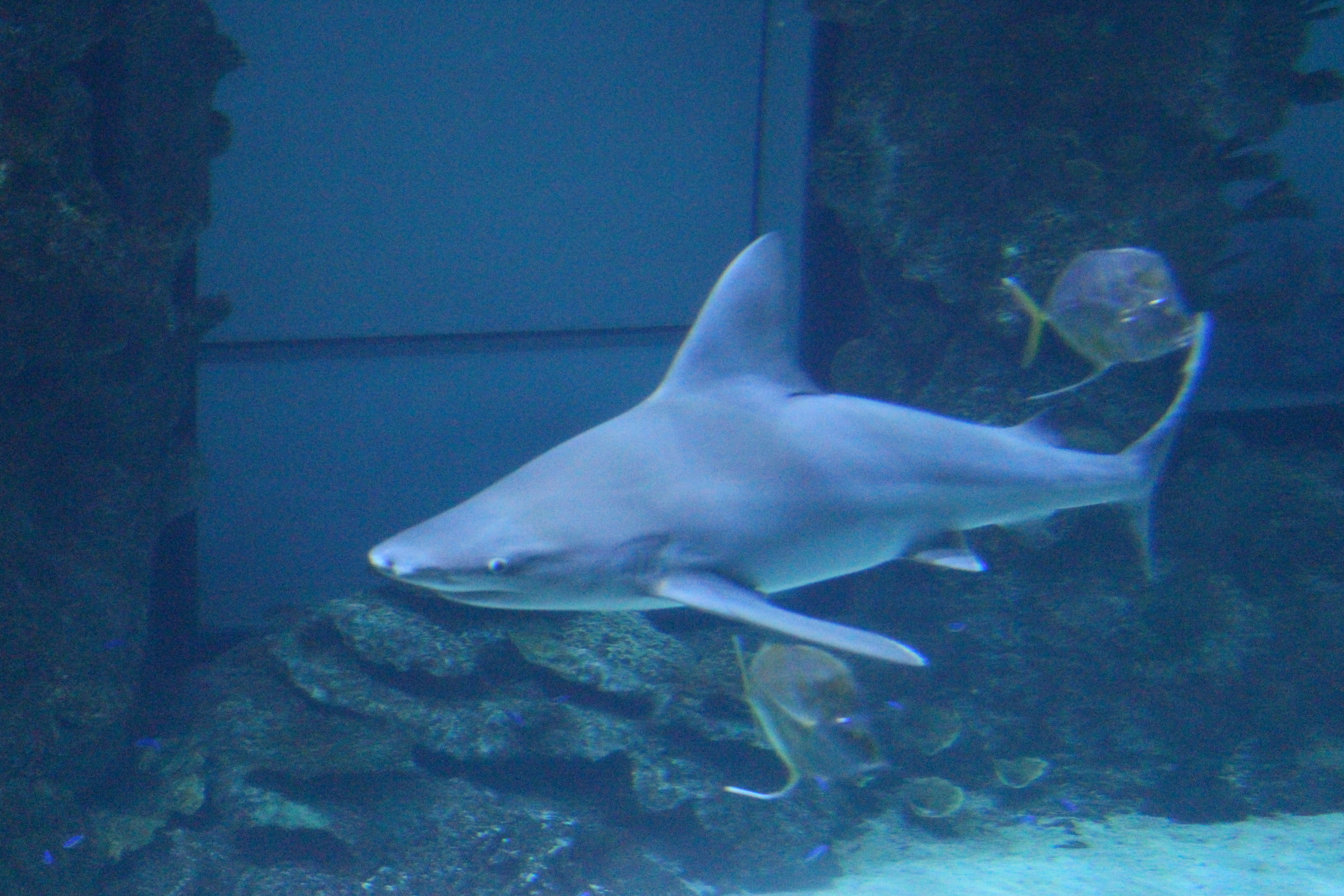 IMG_3485.JPG