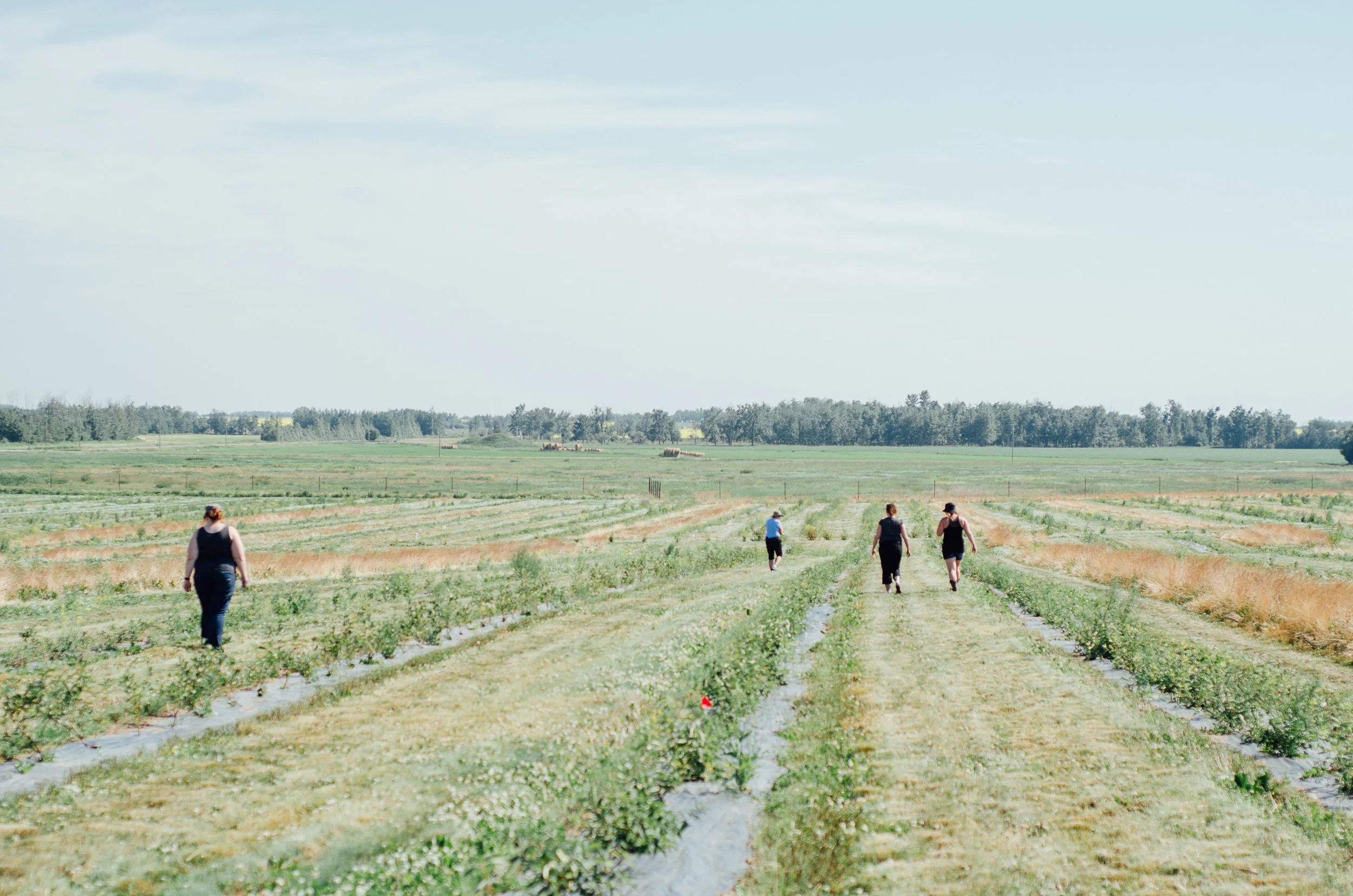 Rosy Farms - Haskap Alberta-5464.jpg
