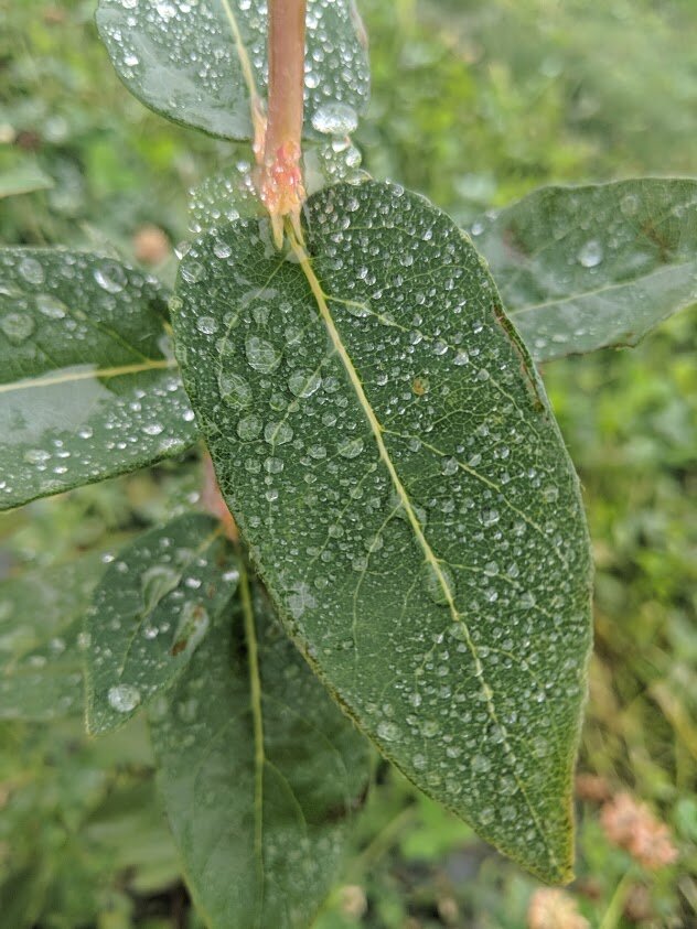 Leaf with water droplets 