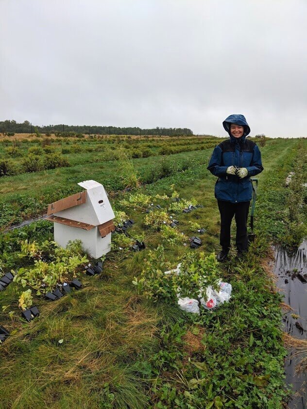 Our Haskap Berry Farm — Rosy Farms