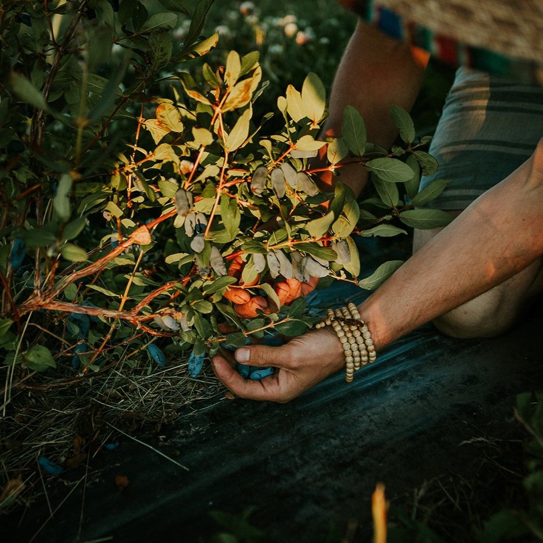 Haskap berries