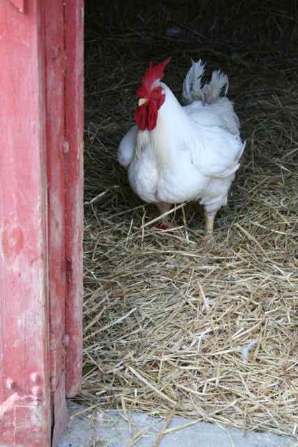 farm friend in red barn.jpg