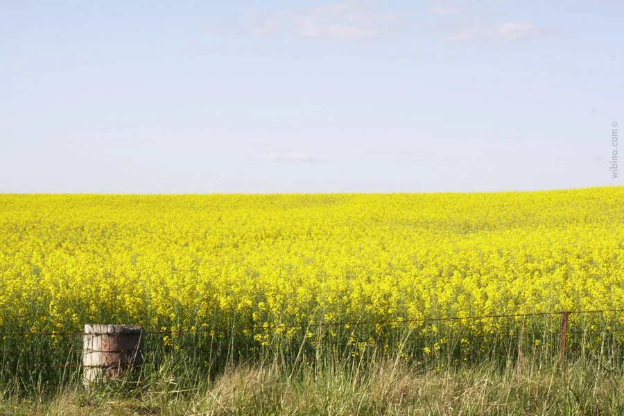 Squarespace-Blog_Horizontal.jpg