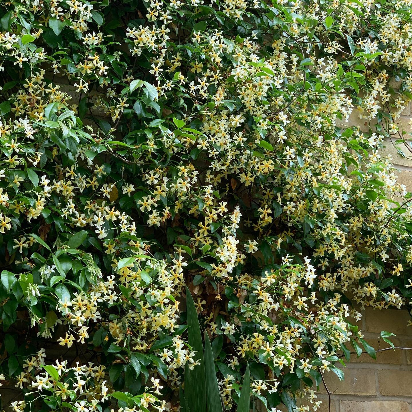 Jasmine galore in our secret garden!  It&rsquo;s been a flowering fest this season for our jasmine.  Summer is here and drinks in our upgraded garden is just the thing to get into in the summer mood.  A little hidden haven in busy Brixton.

Come join