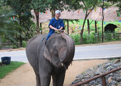  Japanese Mahout in Training