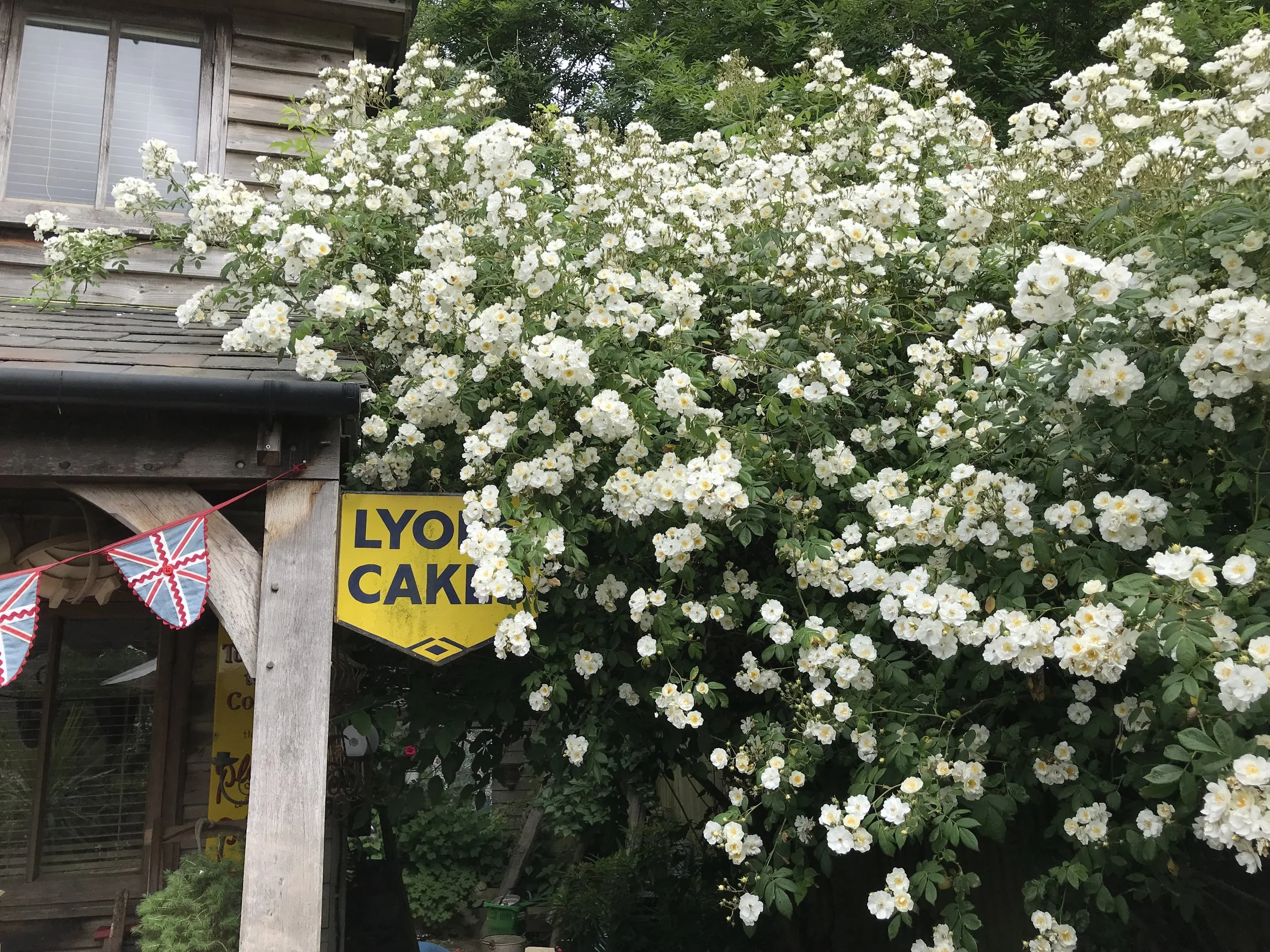 Our beautiful Rambling Rector Rose which grows right outside our workshop at Dandelion Designs headquarters.