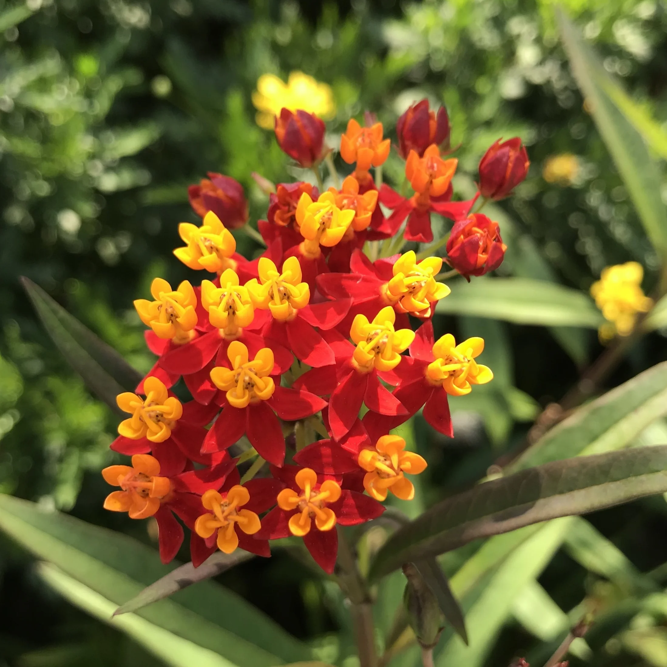MonetFlowers.jpg
