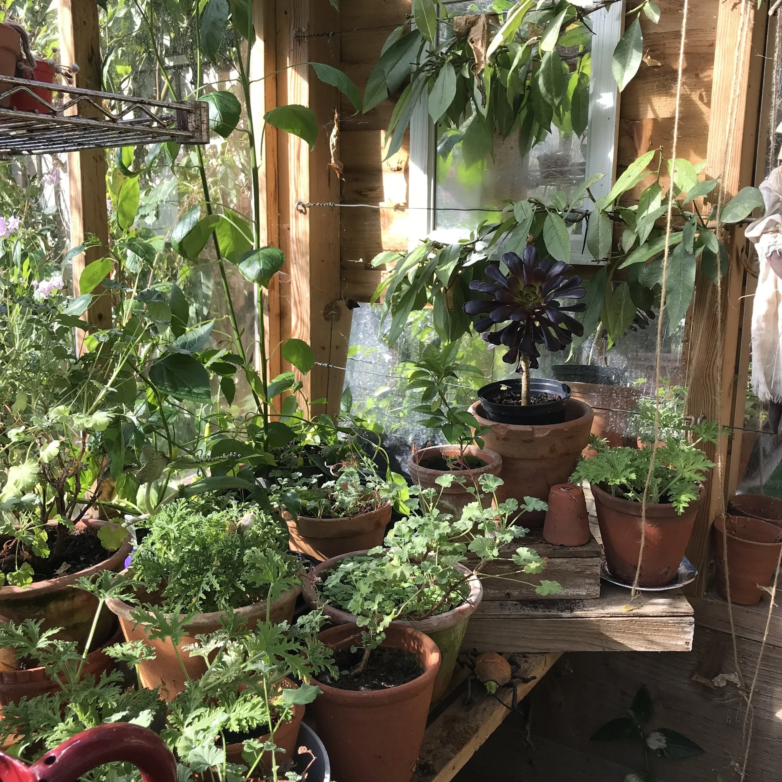 I have already take Gloria’s advice and cleaned up the greenhouse and tidied my geraniums, I tend to loose interest over the winter months in my greenhouse but fingers crossed more of my plants will now survive !