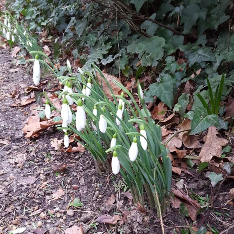 I love a snowdrop but to get a truly stunning display you need to lift and divide after they flower.