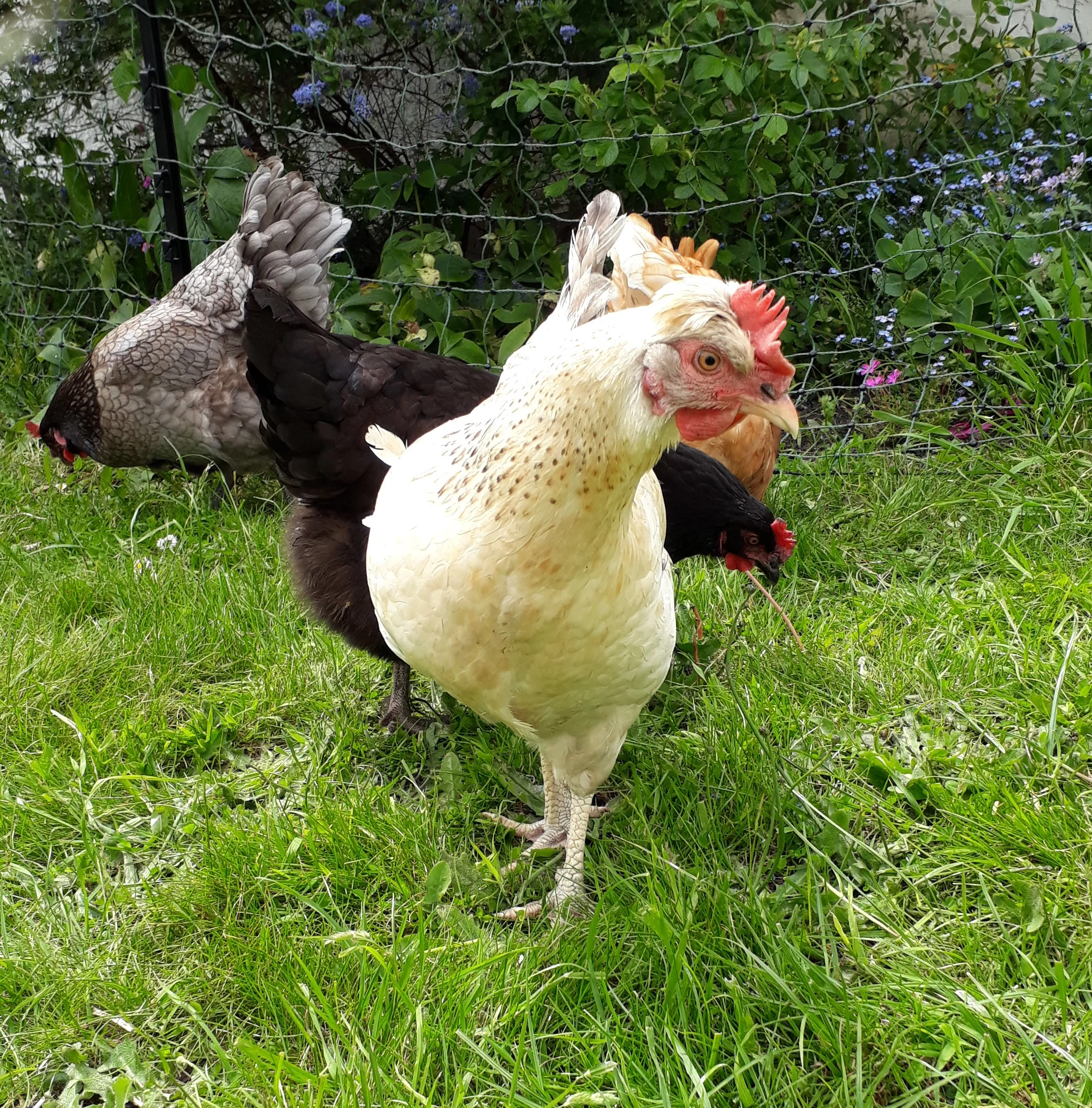 Hatch End, also fondly known as Hattie, lays beautiful blue eggs.