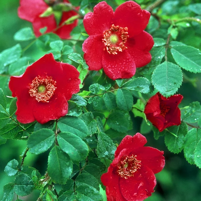 This beautiful, simple R Moyesii Geranium attracts bees all some long. Picture courtesy of David Austin Roses