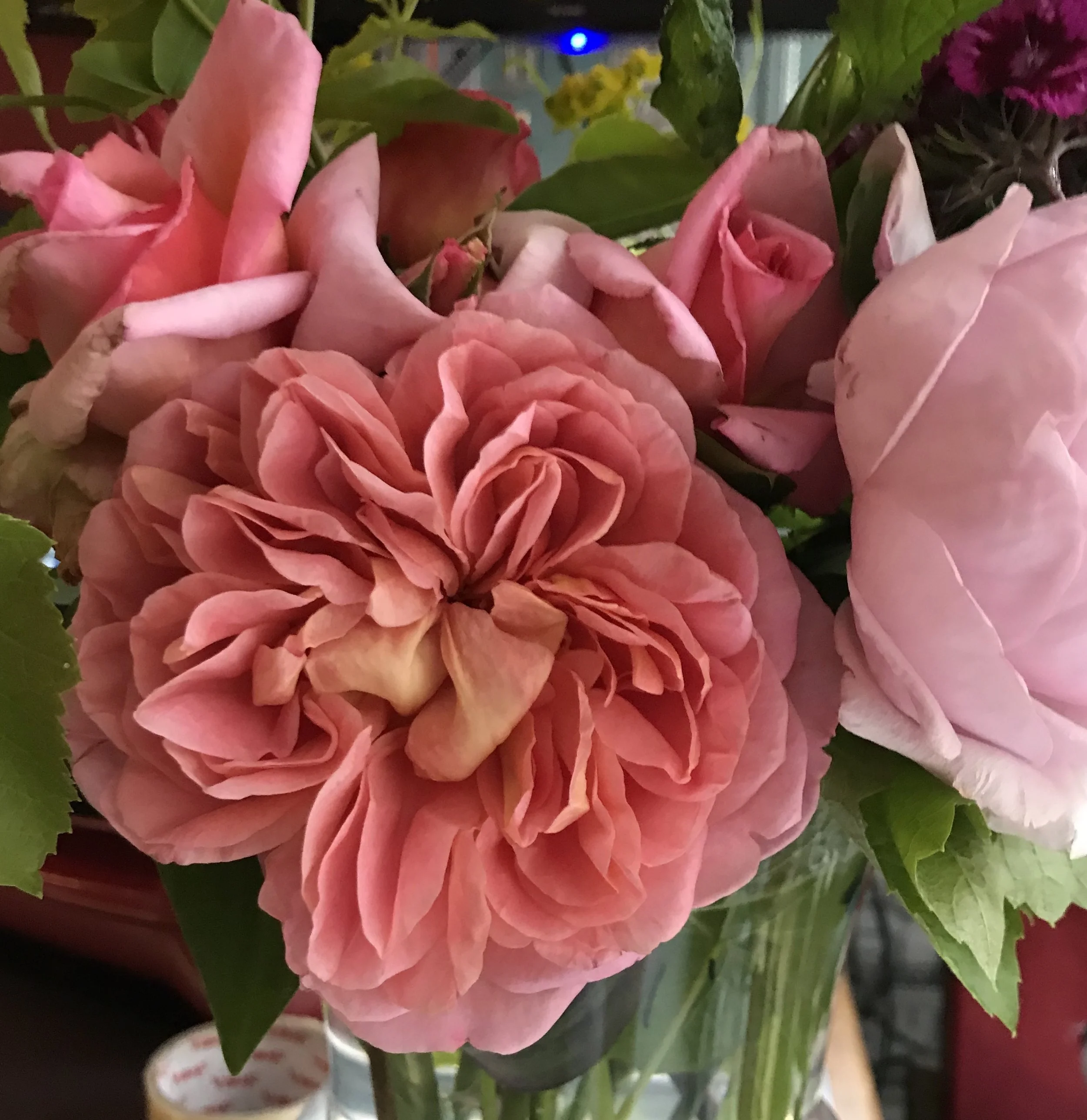 MandysRoses.jpeg