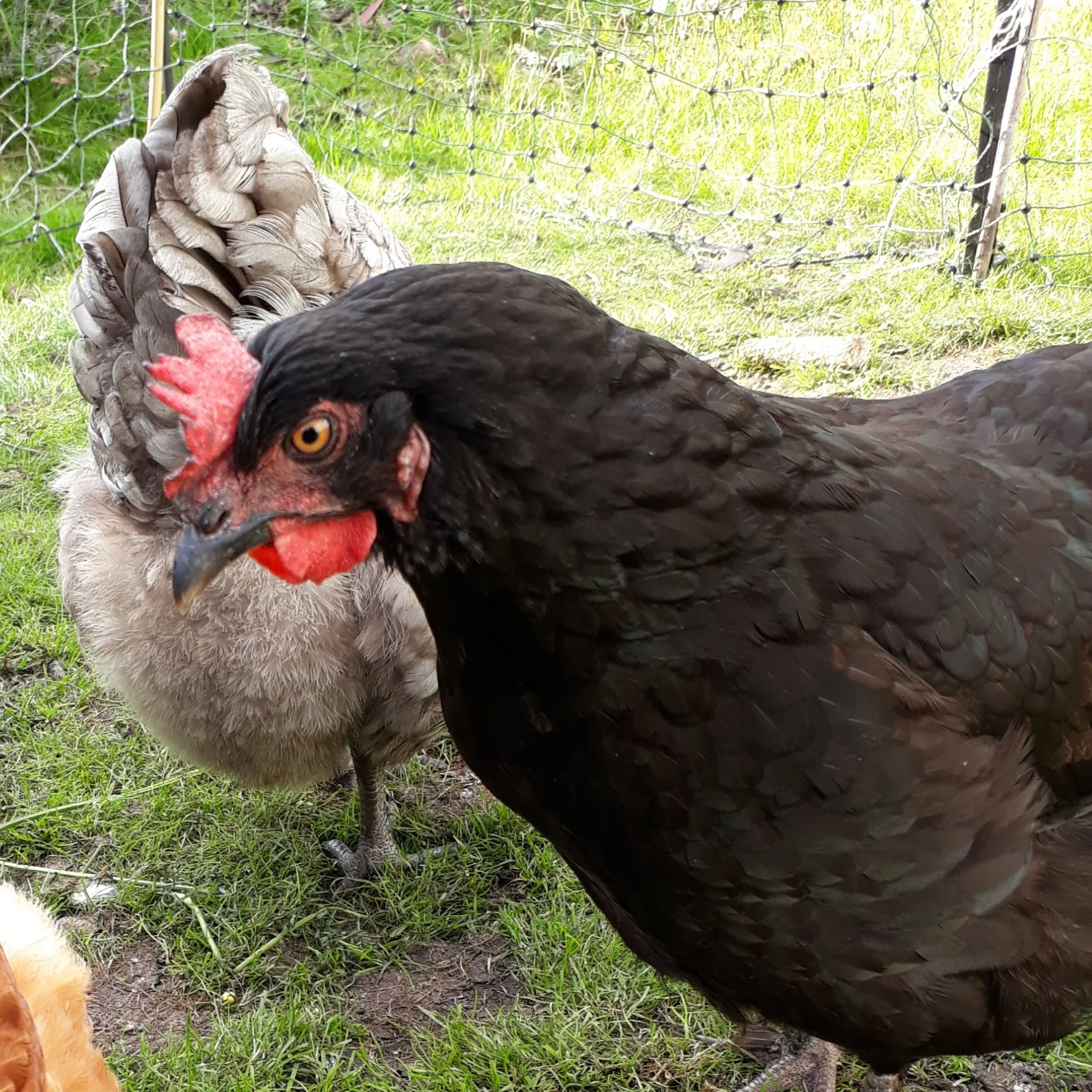 The Black Chicken gives the other a hard stare, she thinks she owns all the holes!