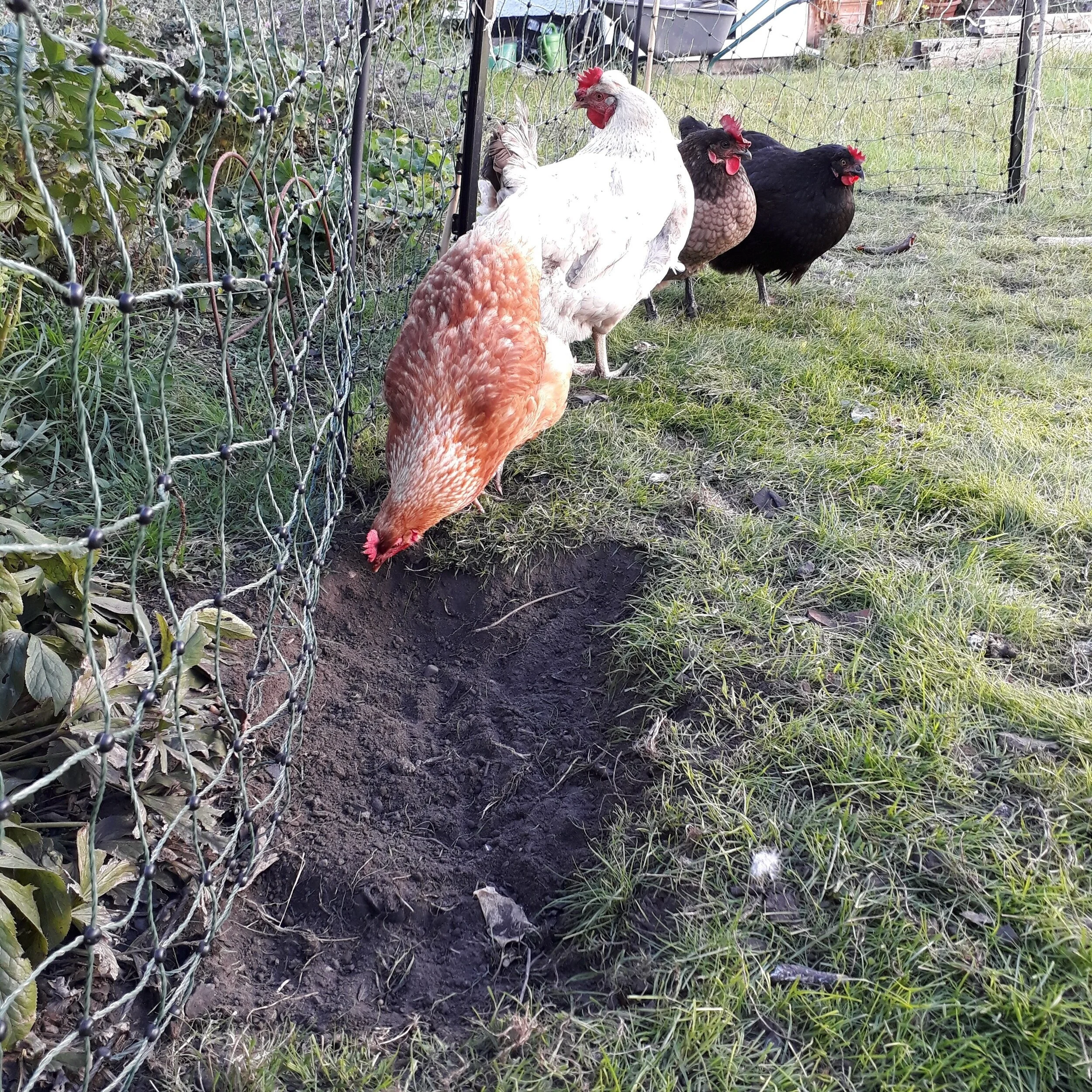 The mysterious rectangular hole, the chicken’s must have had the builders in!