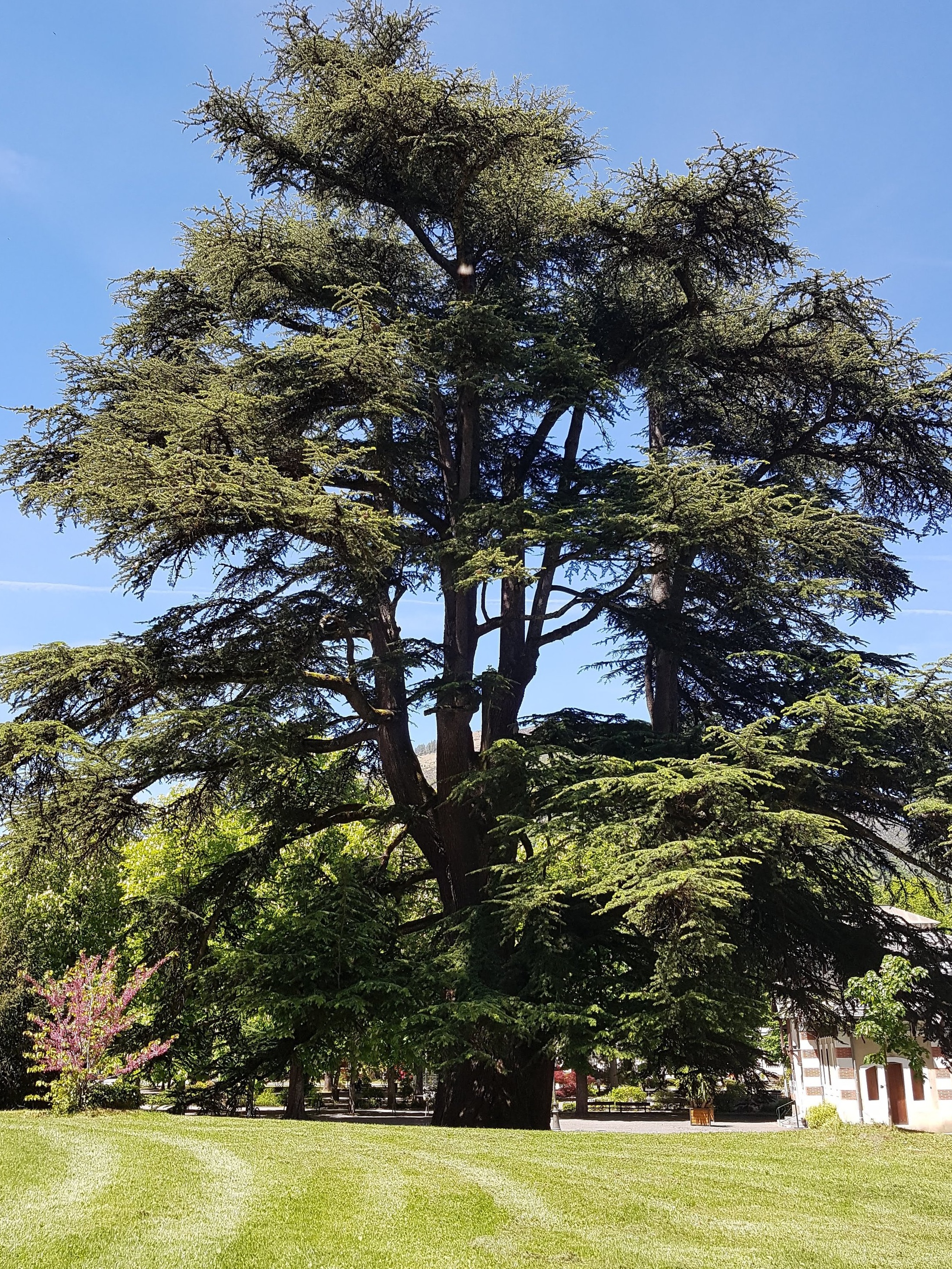 Arboretum in the casino park