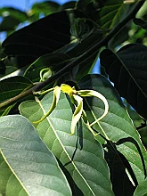 ylang_ylang_flower.jpg