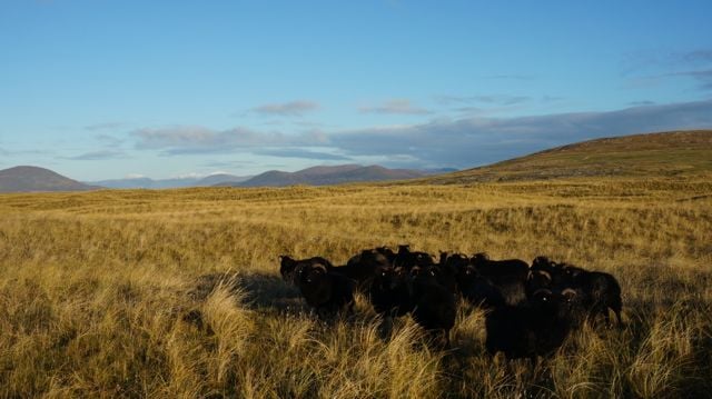Our Hebridean sheep winter grazing on Berneray machair.