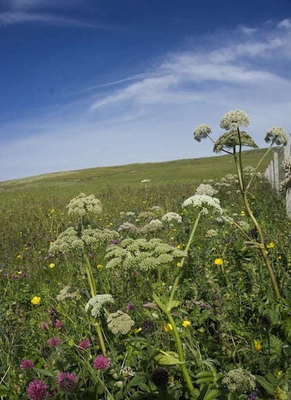 Berneray machair summer flowers.