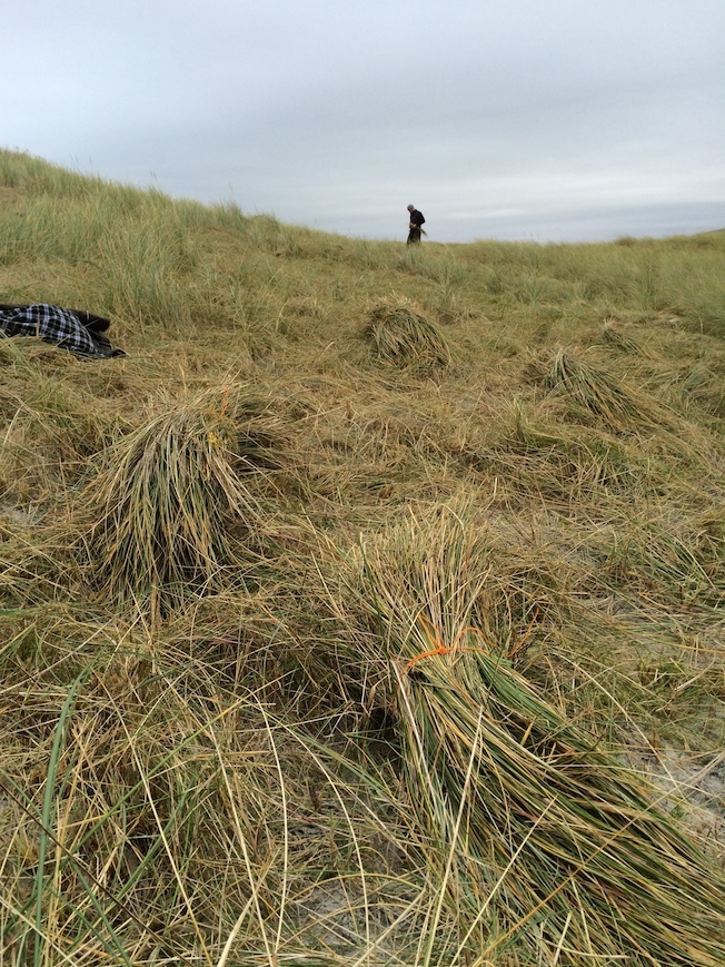 Bundles of marram grass cut for thatching Lamraig cottage.