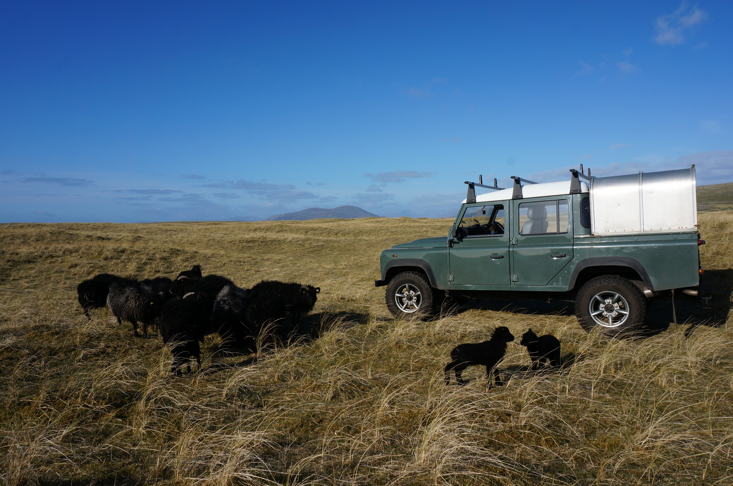 Feeding time on the machair.