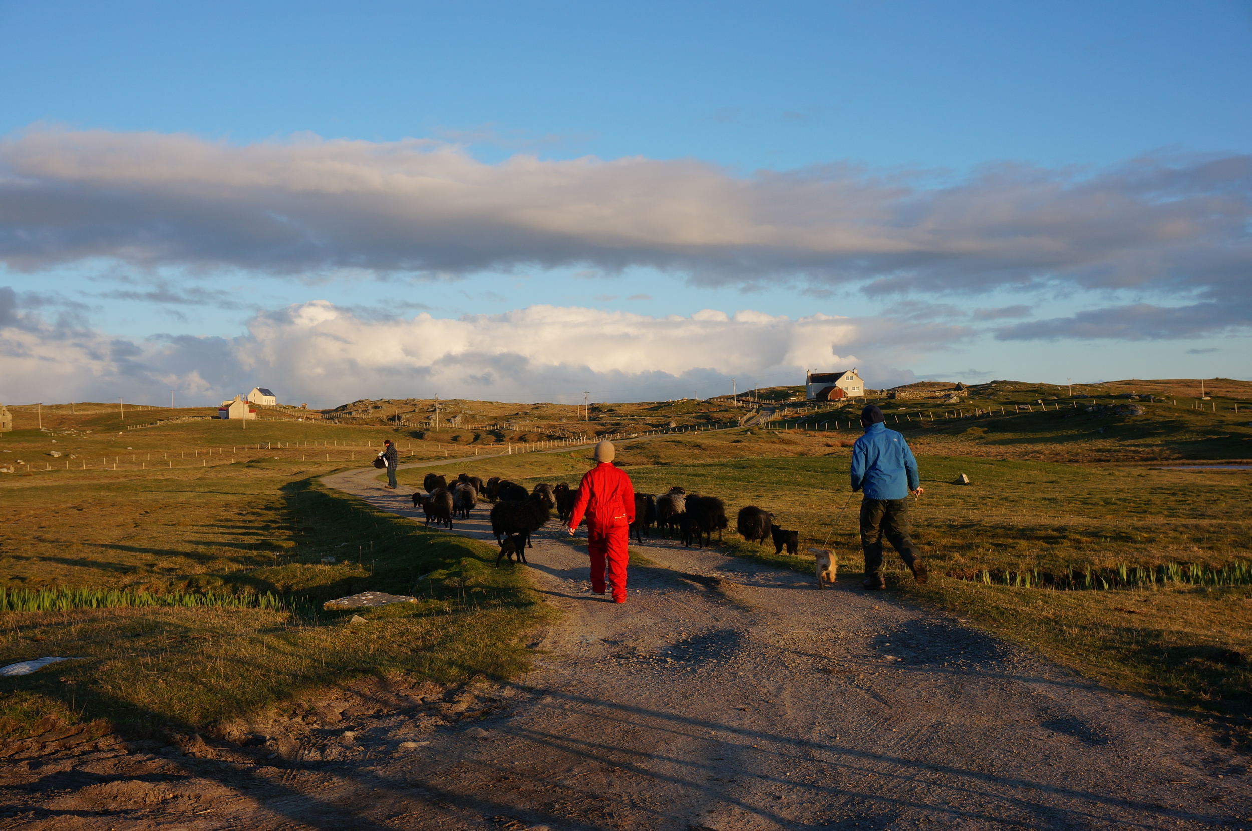 Walking the ewes and lambs home from the machair to the croft.