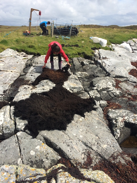 Spreading the shorn fleeces on the rocks to dry in the sun and wind, while shearing continues.