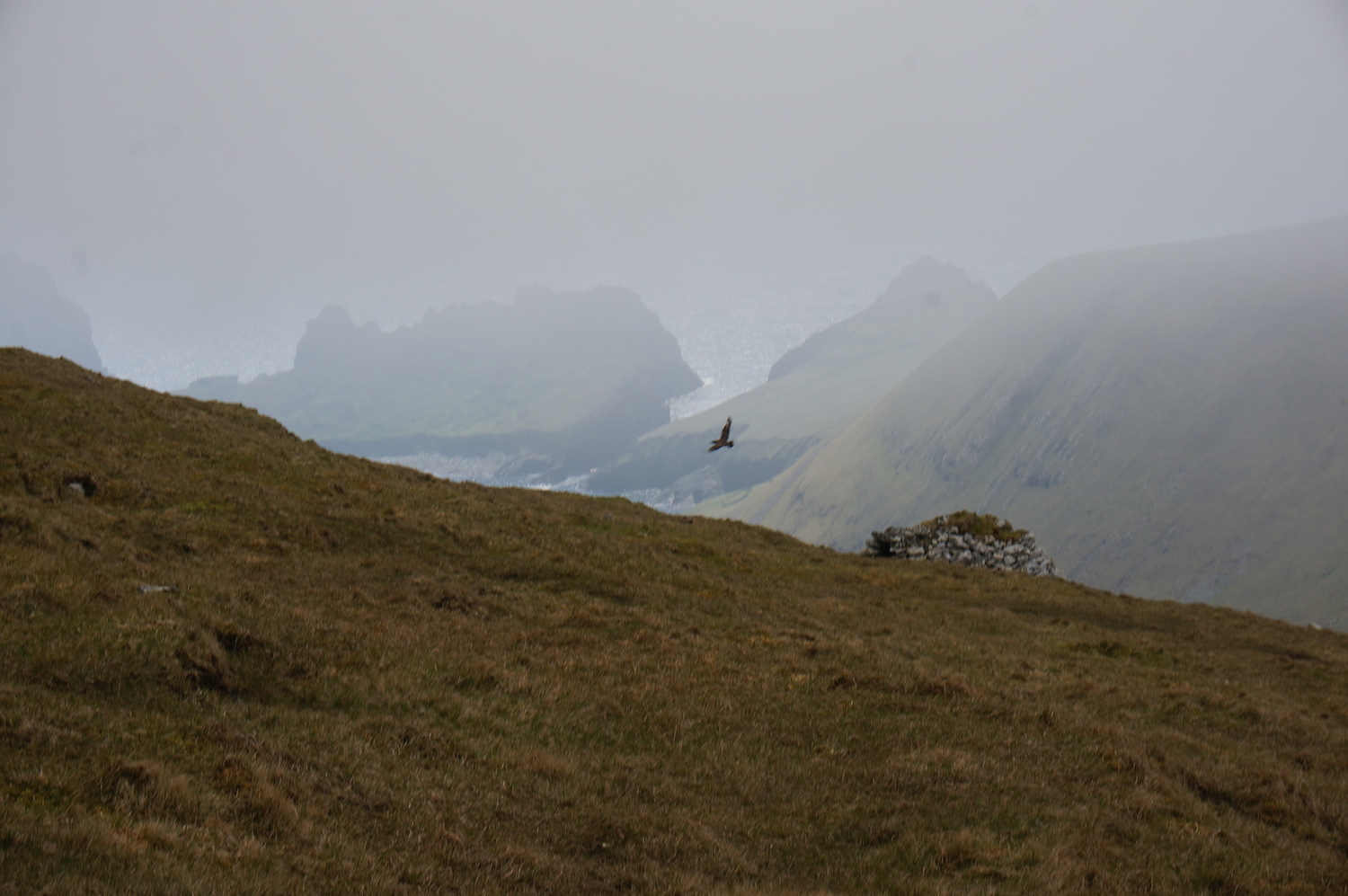 Just below the summit I realised I was not alone as I found myself surrounded by nesting pairs of Arctic Skua. They are like a very large brown seagull and can be extremely aggressive. So I tip-toed along hoping that in my grey sweater I might be overlooked as a small boulder. I nearly made it through until this pair took to the skies and harried me off their patch. Luckily I made it down with my hat.