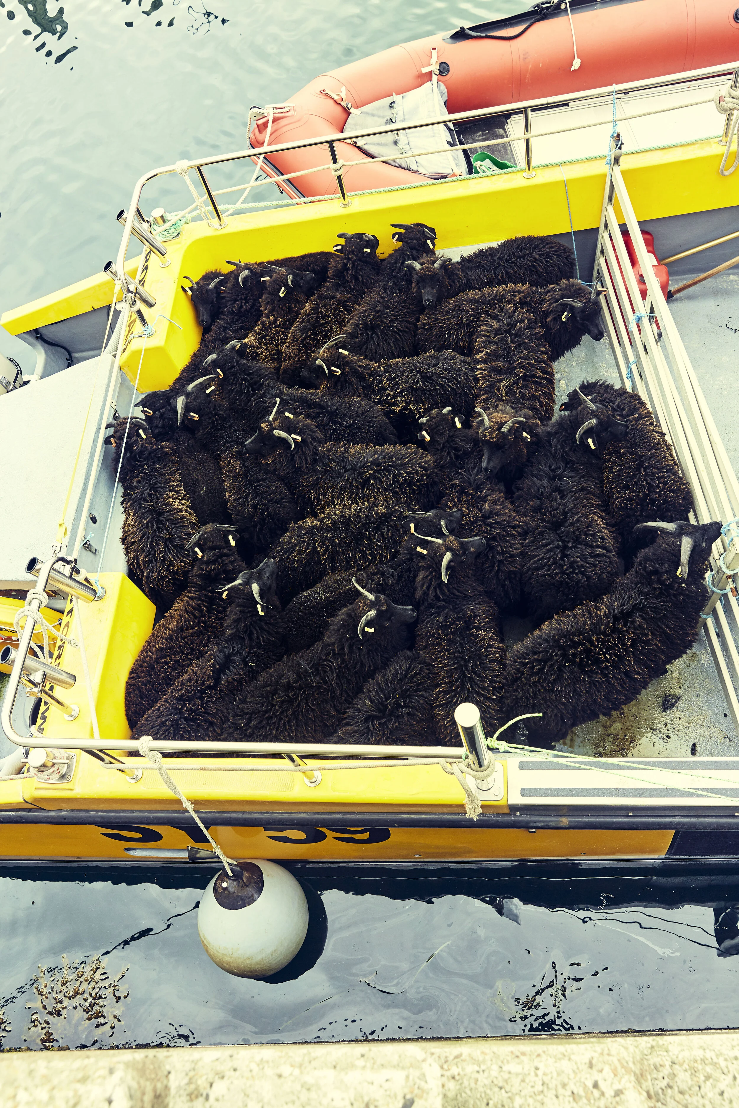 Taking our lambs to off shore islands in the Sound of Harris.