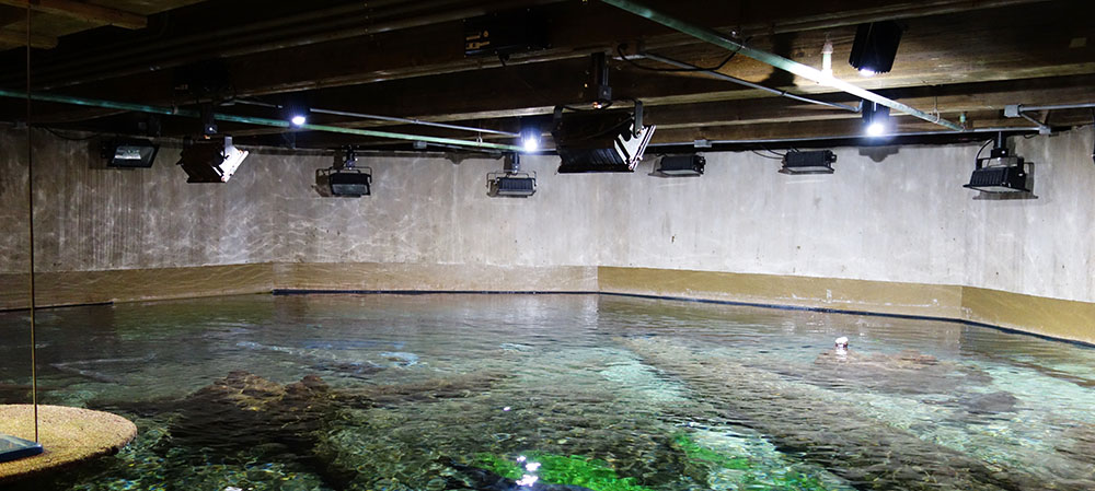 Lighting over the Main Channel tank. Four active LED fixtures among the 12 inactive old halogen fixtures.