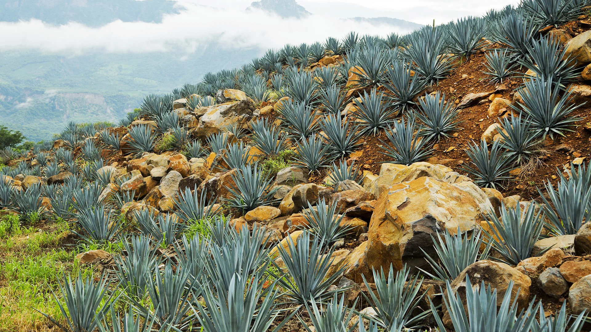 17-WEB-Sponsor_marg05.jpg