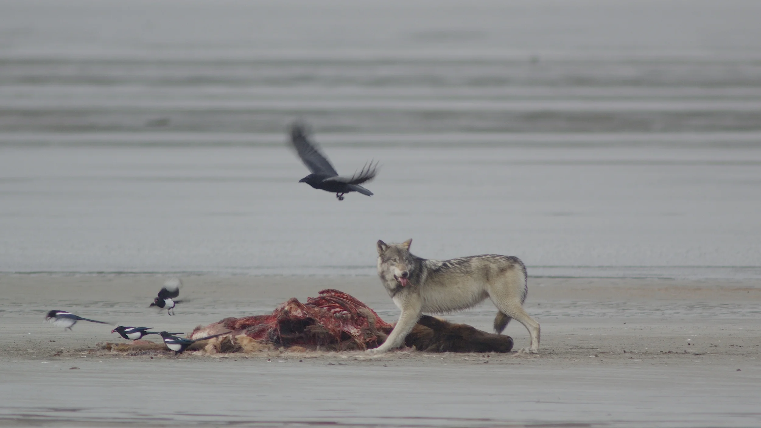 wolf_at_elk_kill.jpg