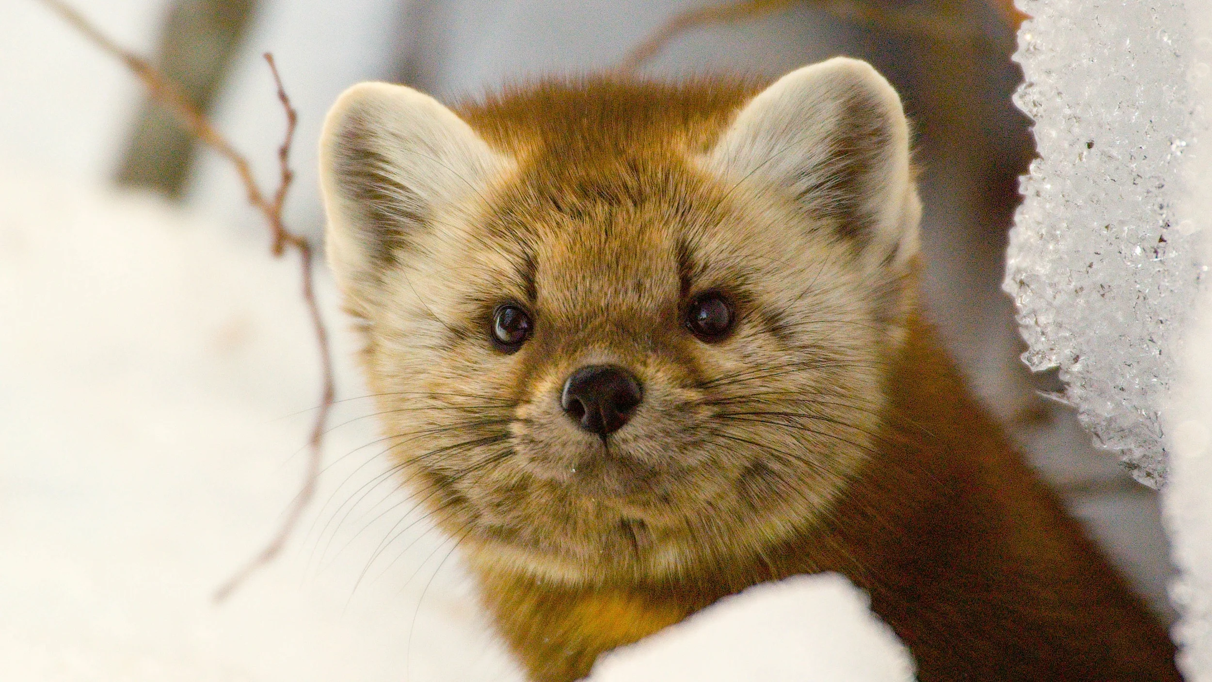 marten.jpg