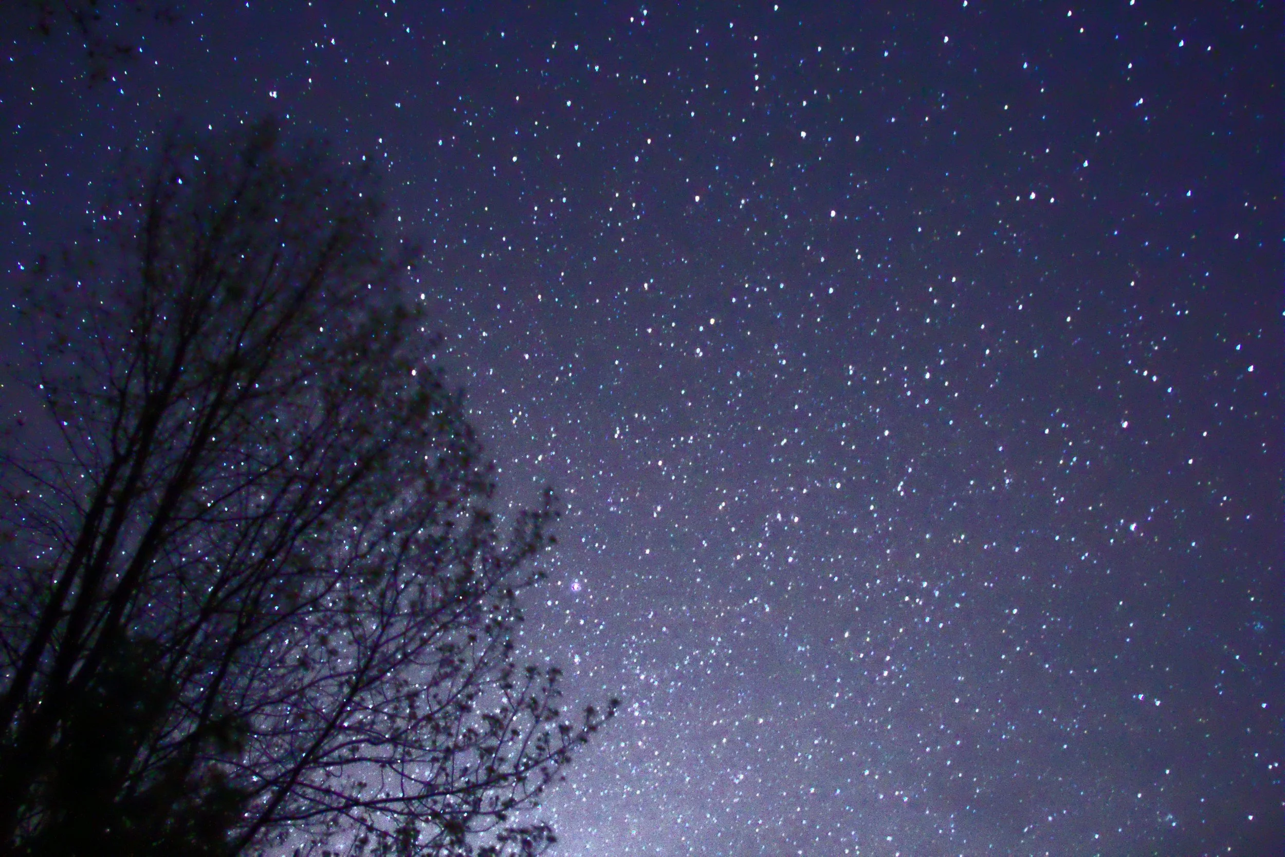 Night_Sky_Stars_Trees_02.jpg