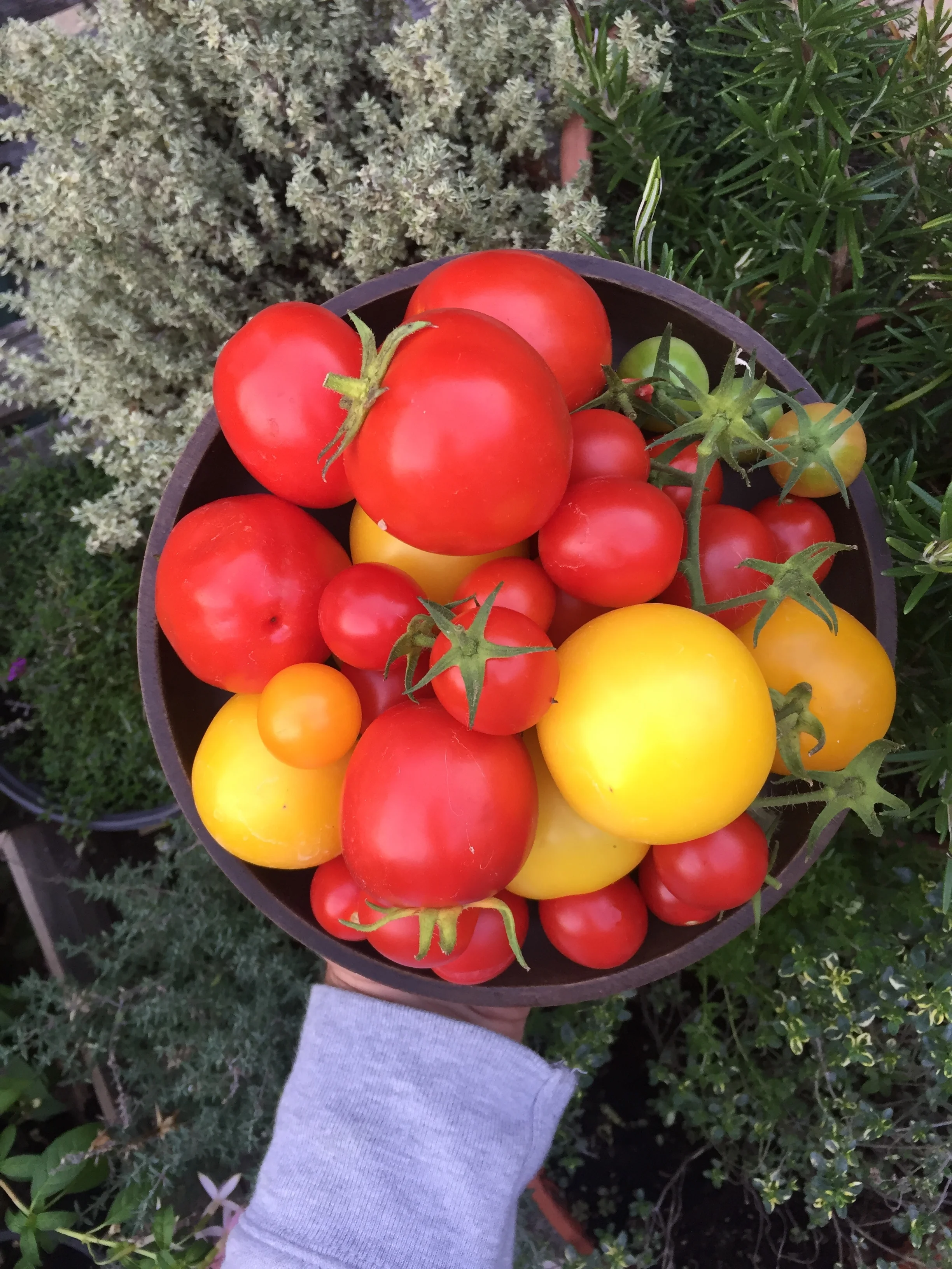 Urban Vegetable Gardening: The Challenge (January)