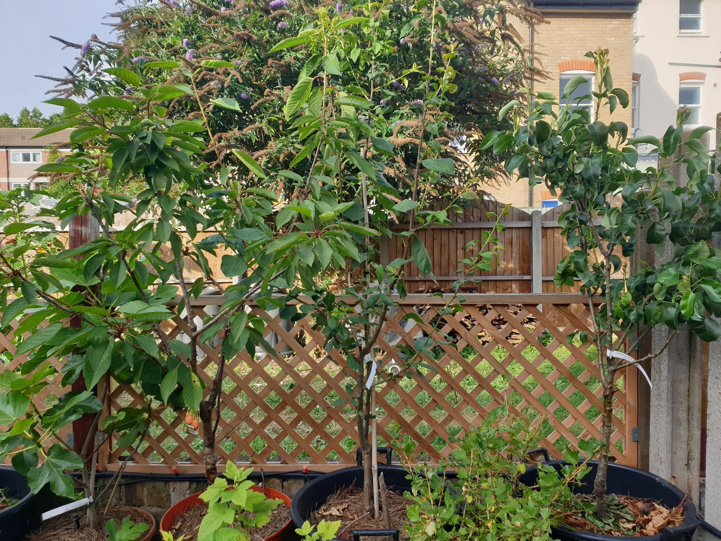 Urban Gardening Project How To Grow A Mini Patio Orchard Serena Lee