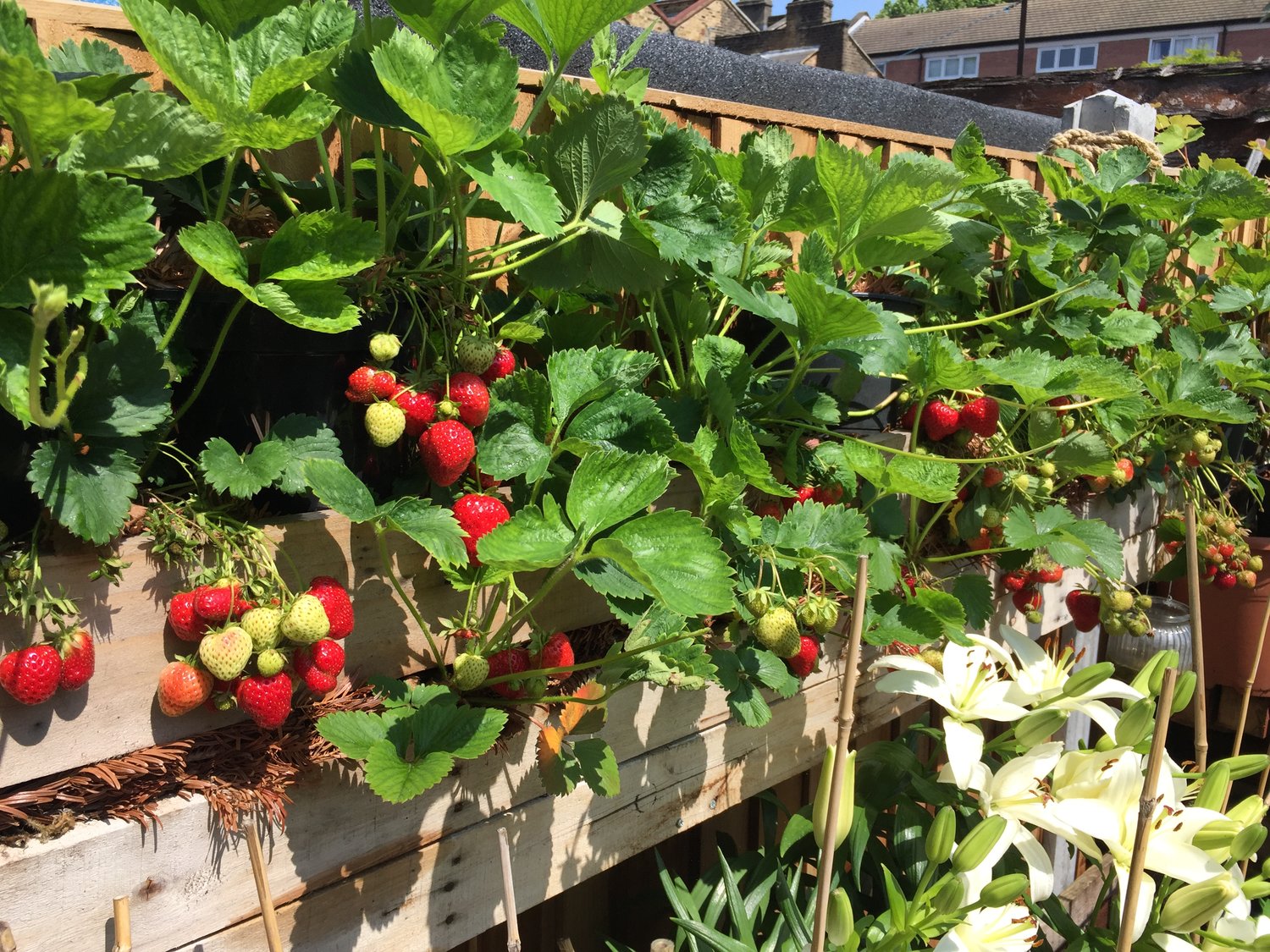strawberry+planter.jpeg